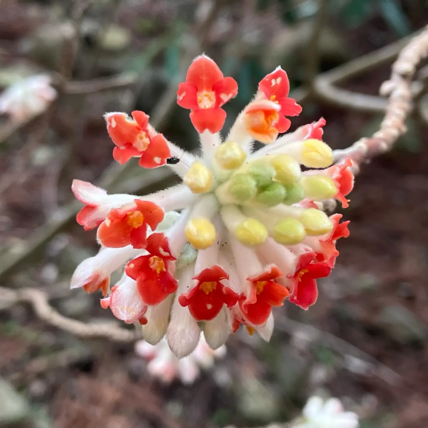 春の訪れを感じるる英彦山🌸