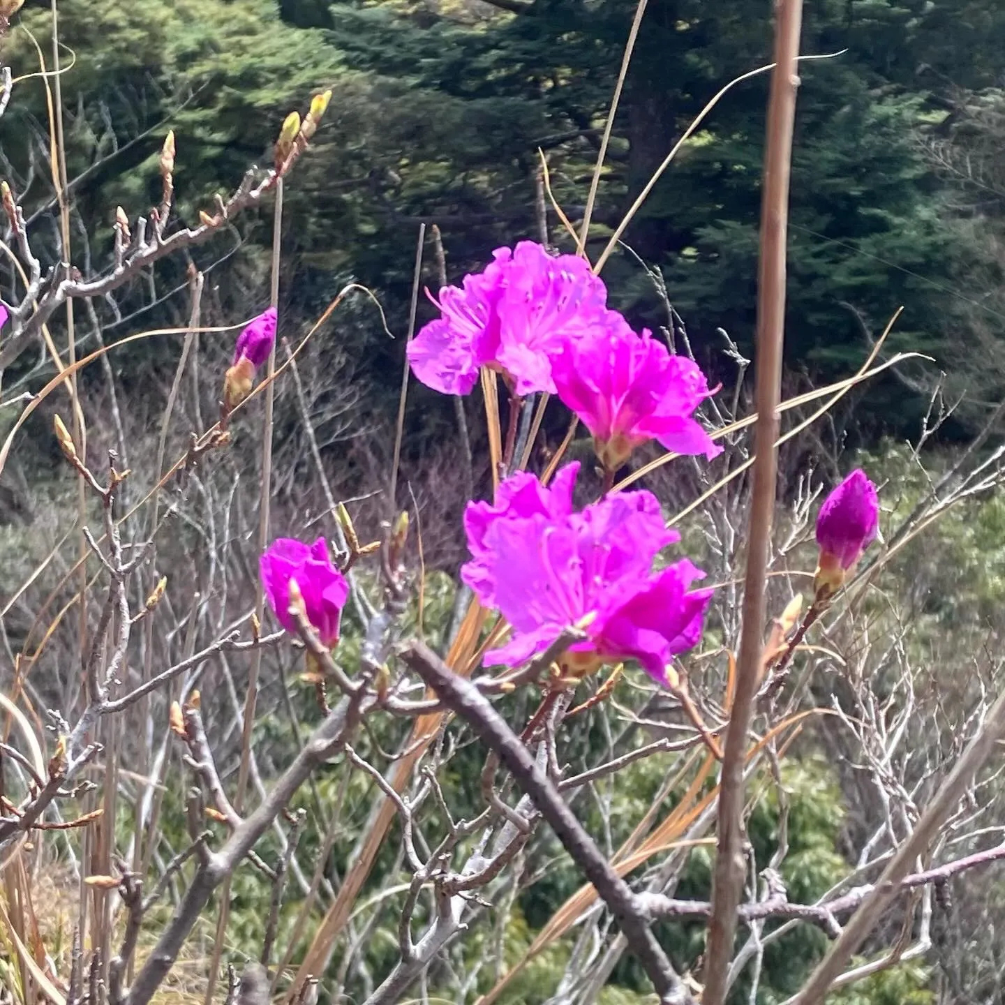春の訪れを感じるる英彦山🌸