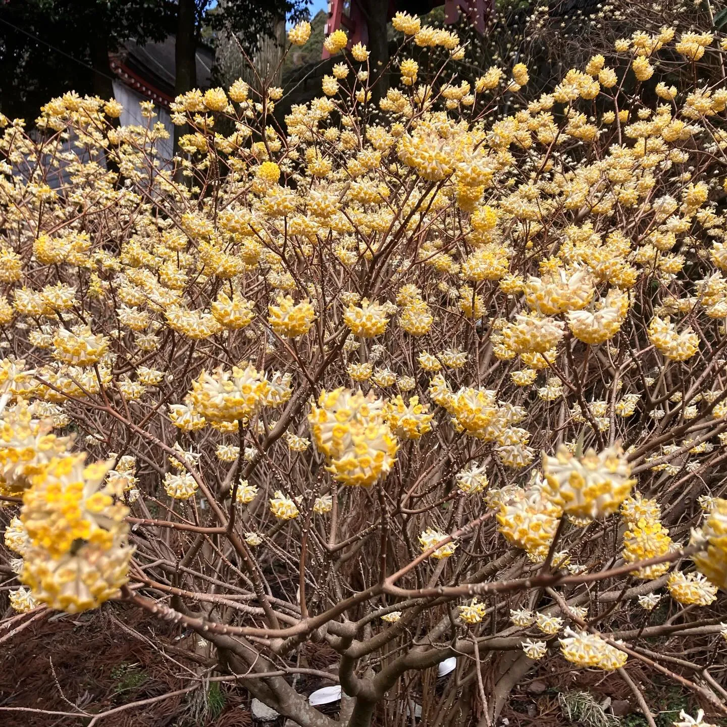 春の訪れを感じるる英彦山🌸
