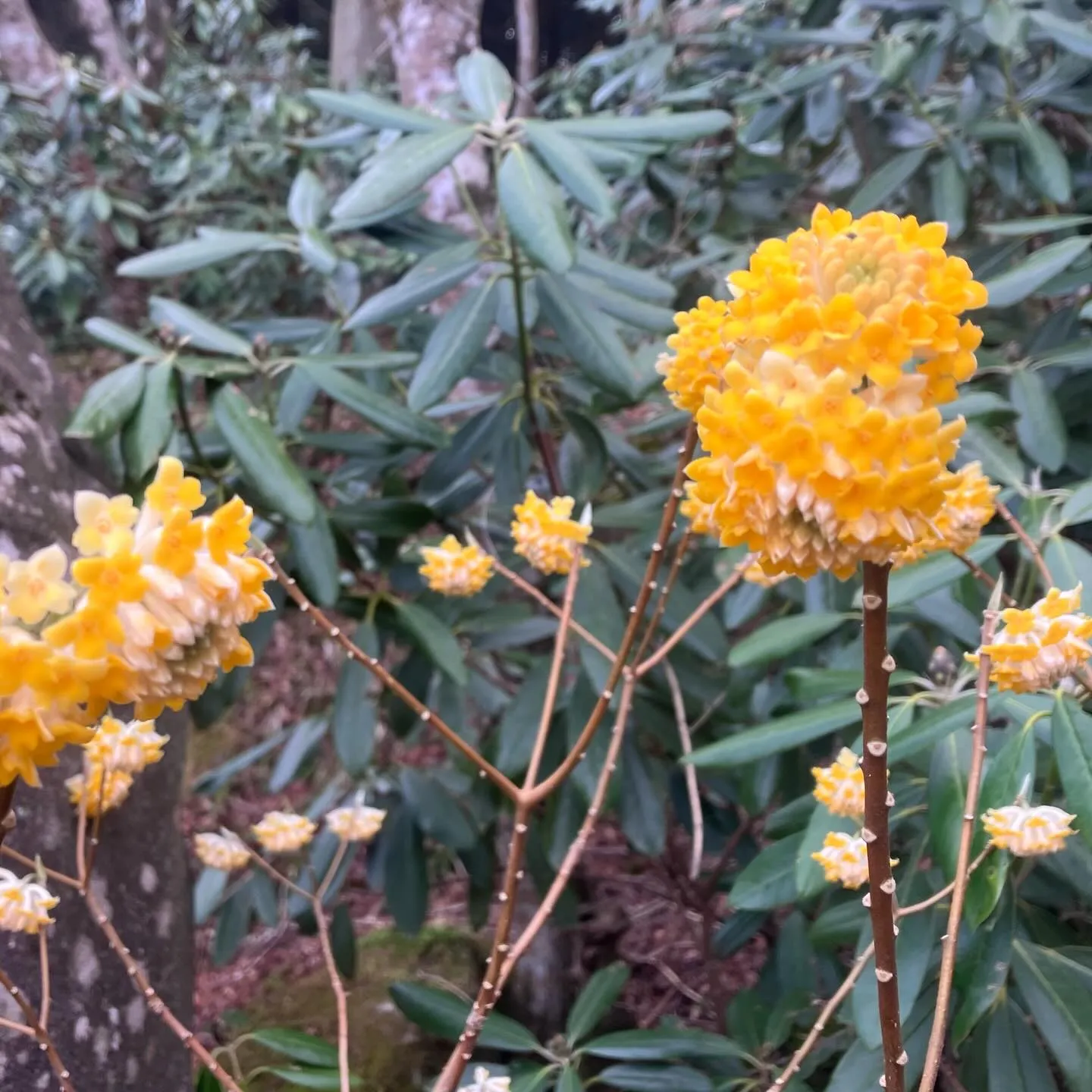春の訪れを感じるる英彦山🌸