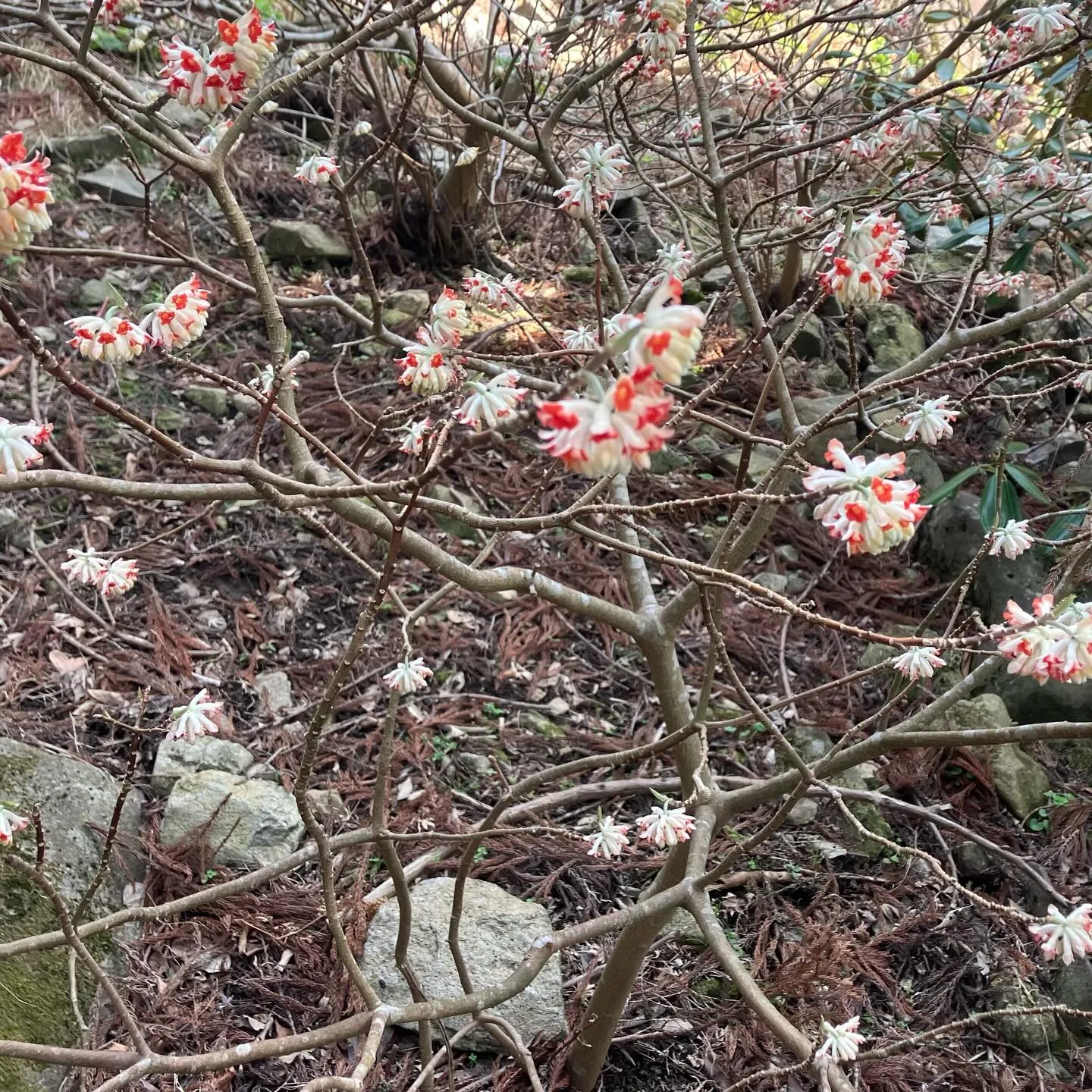 春の訪れを感じるる英彦山🌸