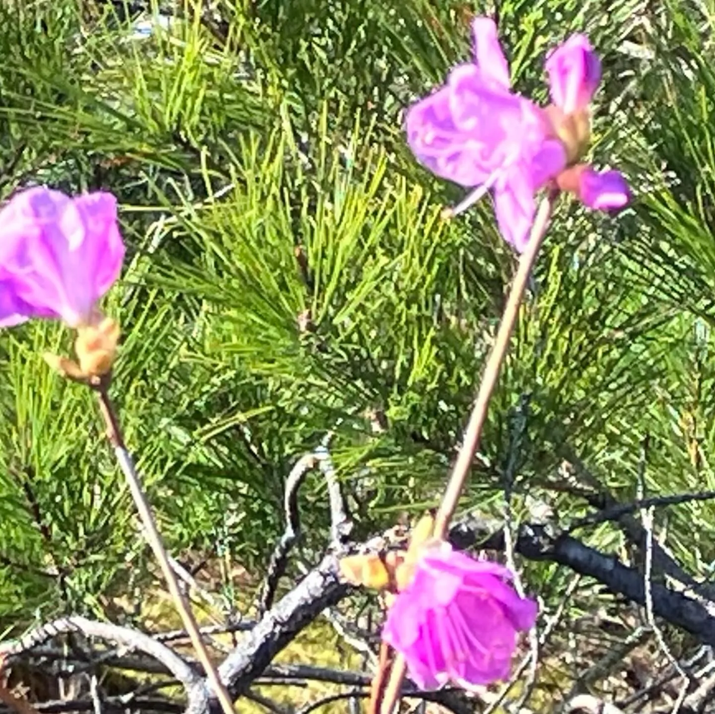春の訪れを感じるる英彦山🌸