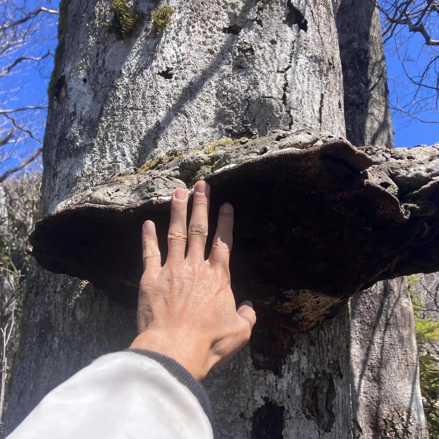 九州脊梁にある上福根山と前福根山は、まさに自然の宝庫🌿