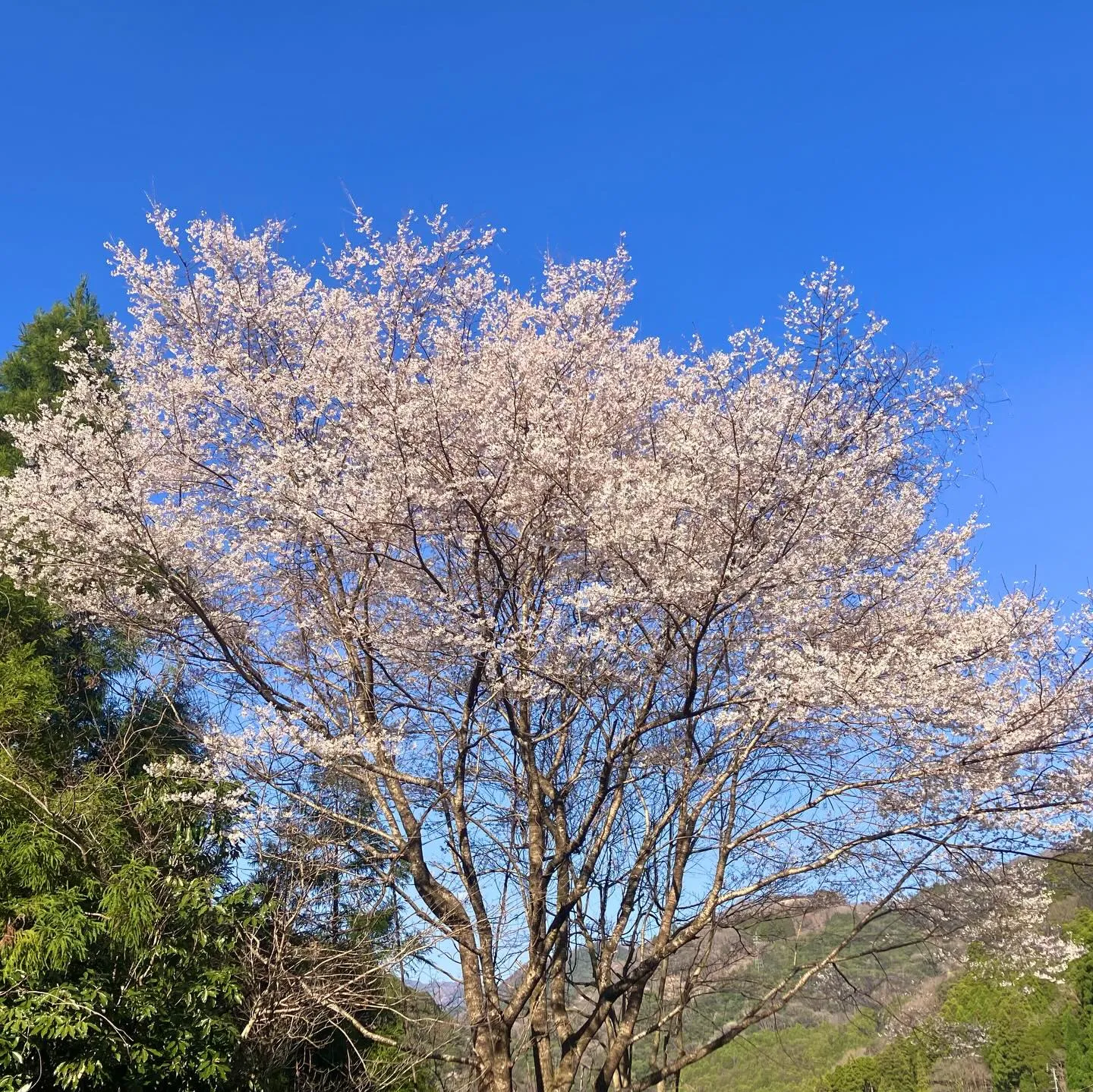 桜が咲き誇る五木村へ、心ときめく旅はいかがですか?