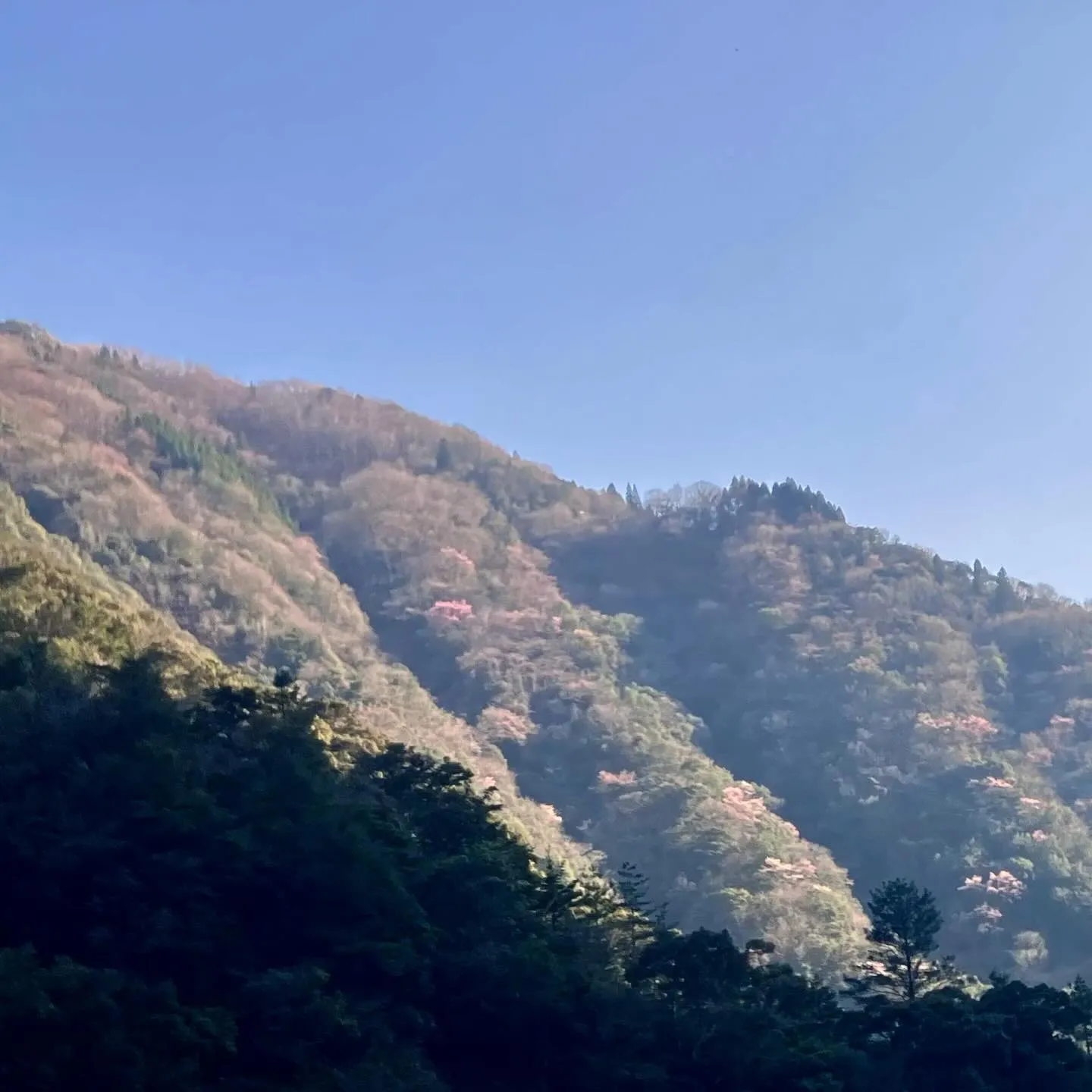 桜が咲き誇る五木村へ、心ときめく旅はいかがですか?