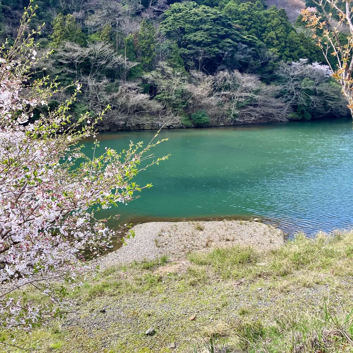 国東半島の美しい春を体験しませんか?🌸