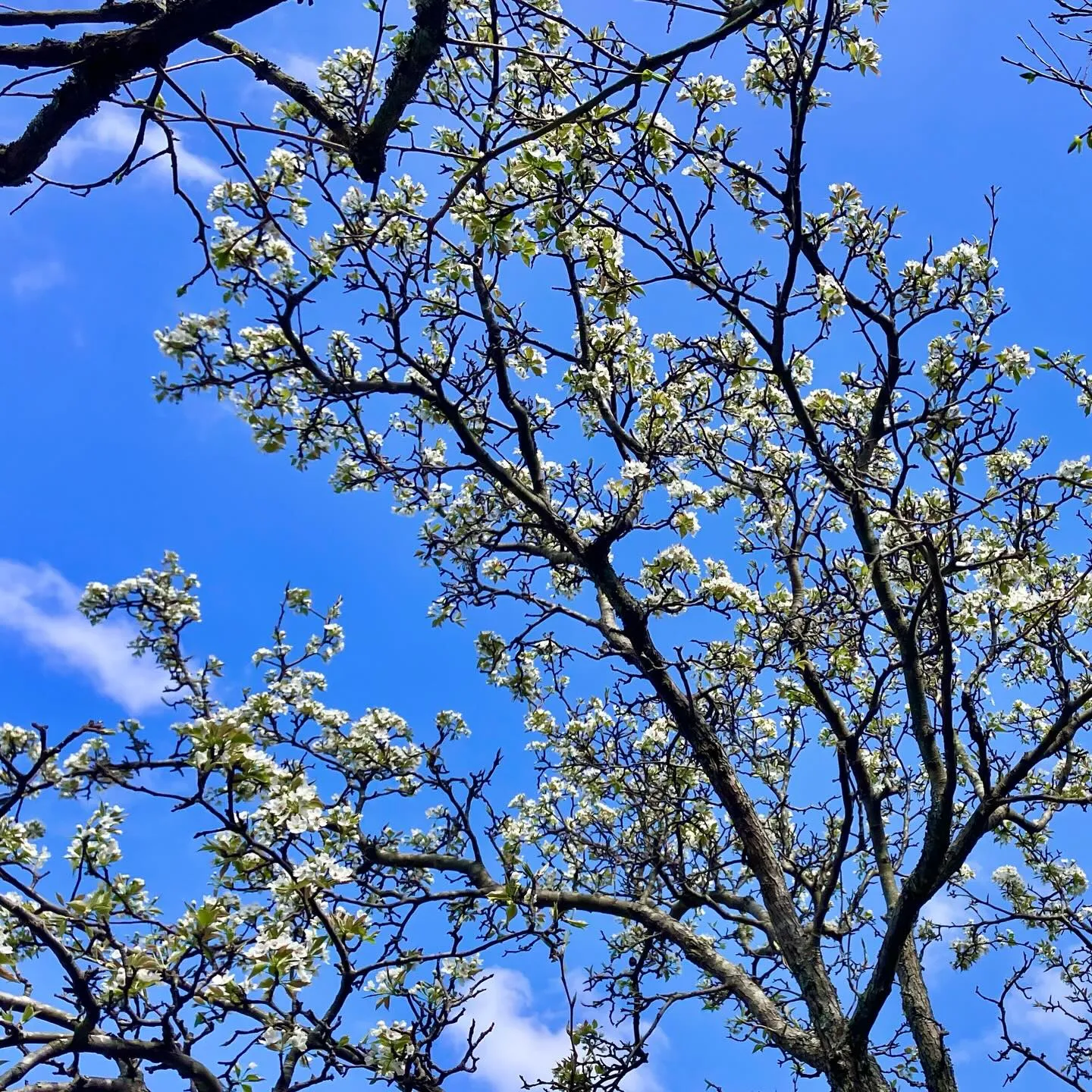国東半島の美しい春を体験しませんか?🌸