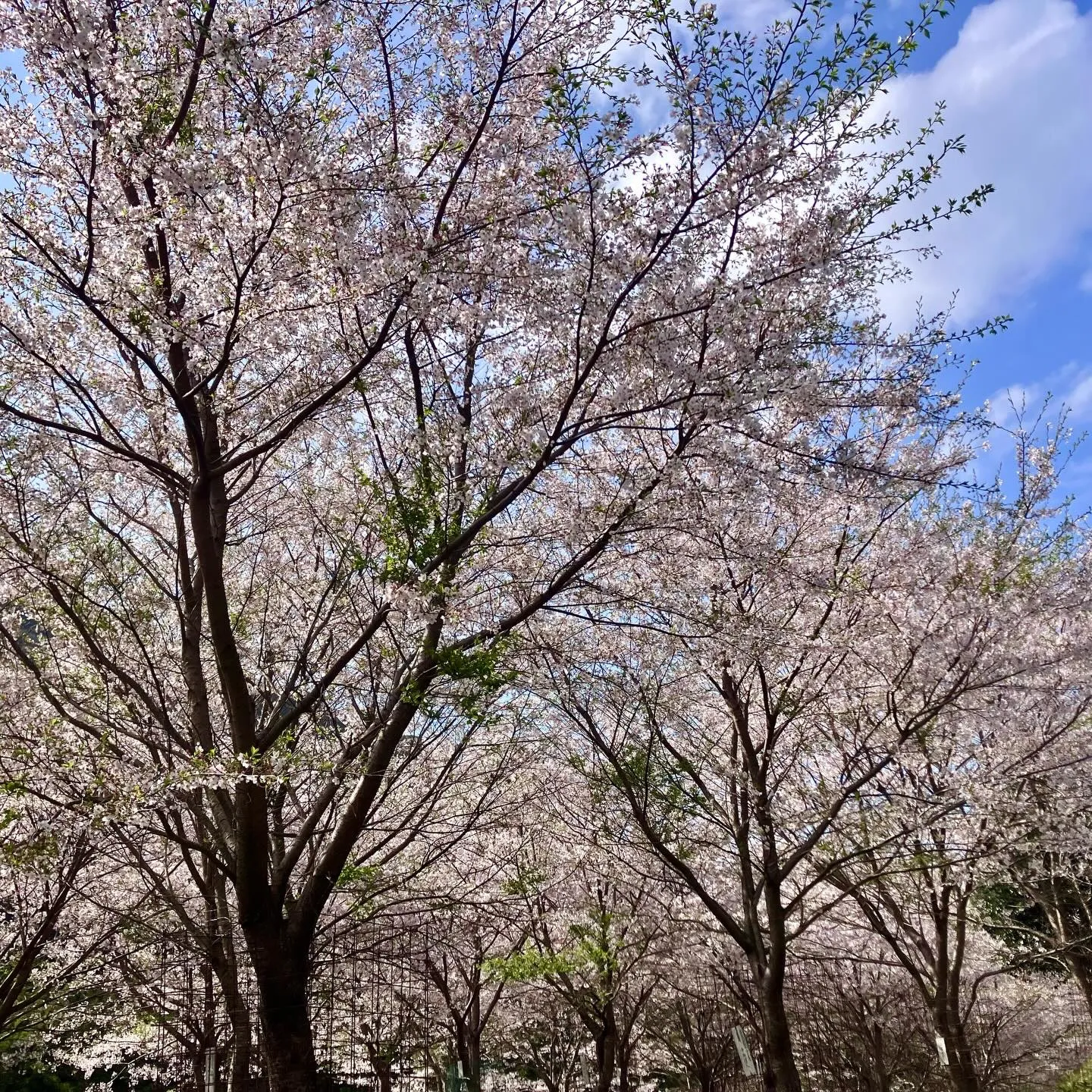 国東半島の美しい春を体験しませんか?🌸