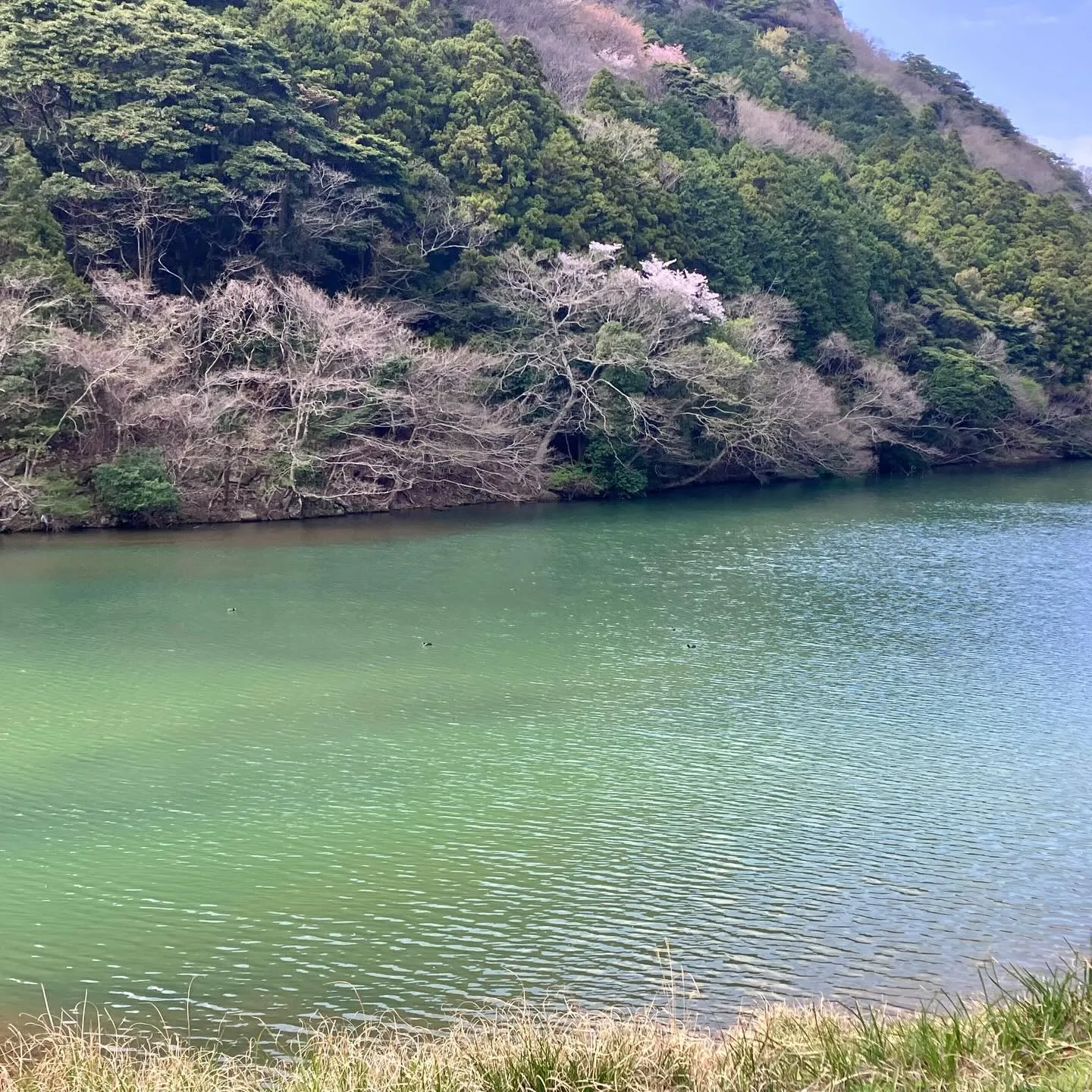 国東半島の美しい春を体験しませんか?🌸