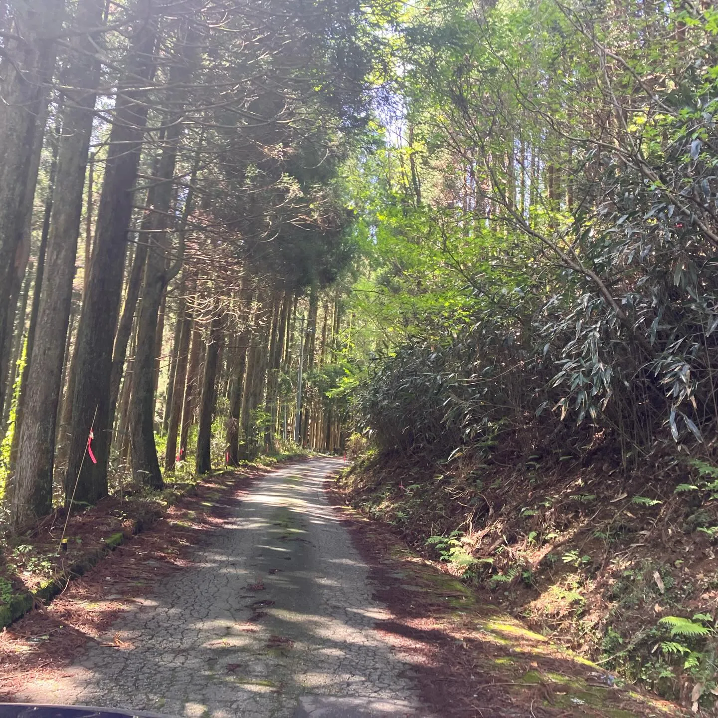 九州の秘境へ！🌿 