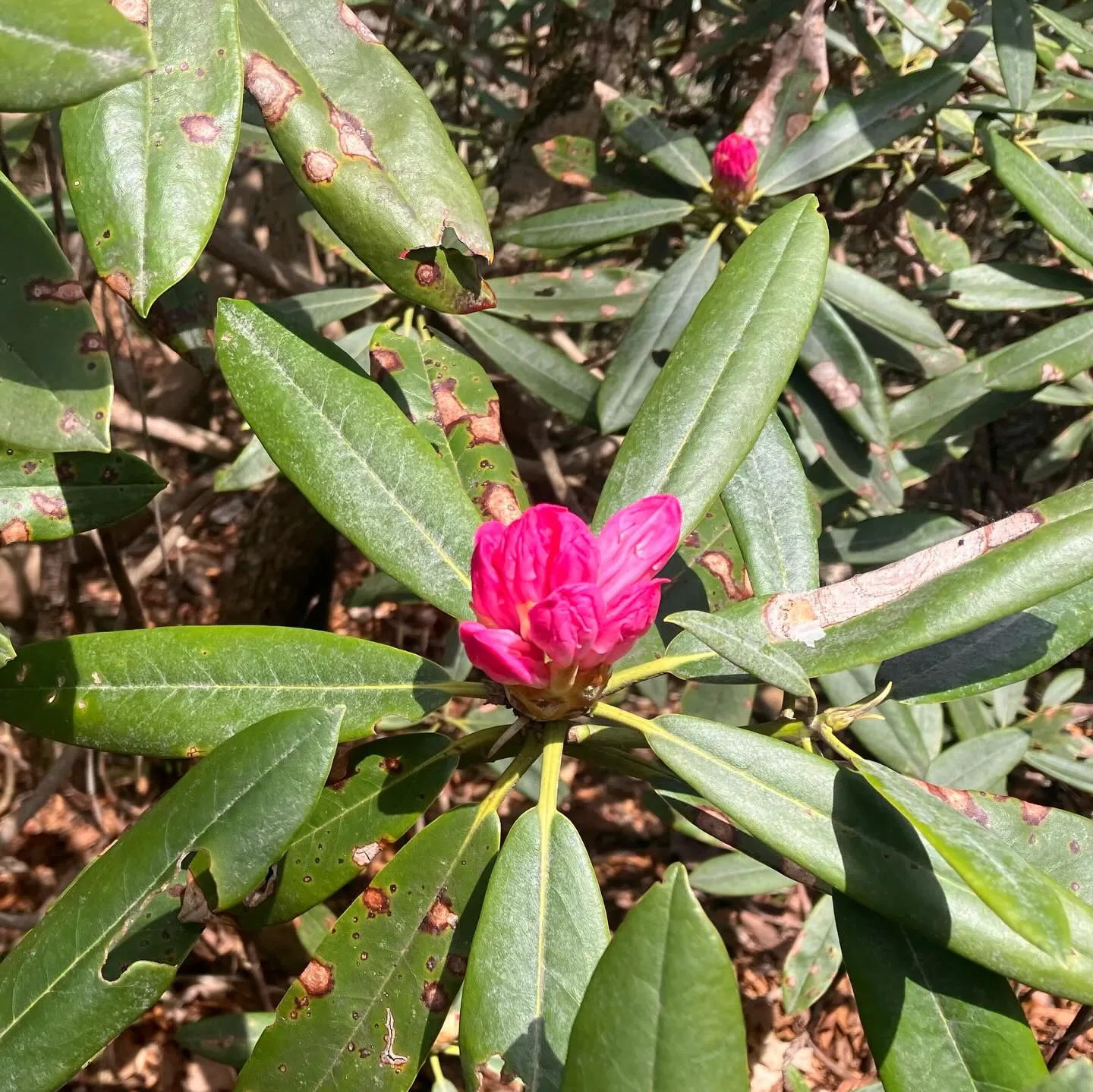 九州の秘境へ！🌿 