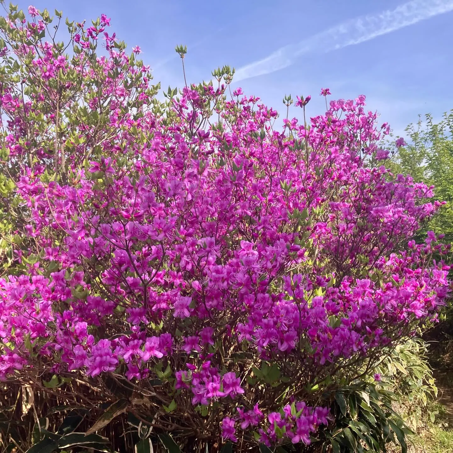 GWにゴバノミツバツツジを見に🌸