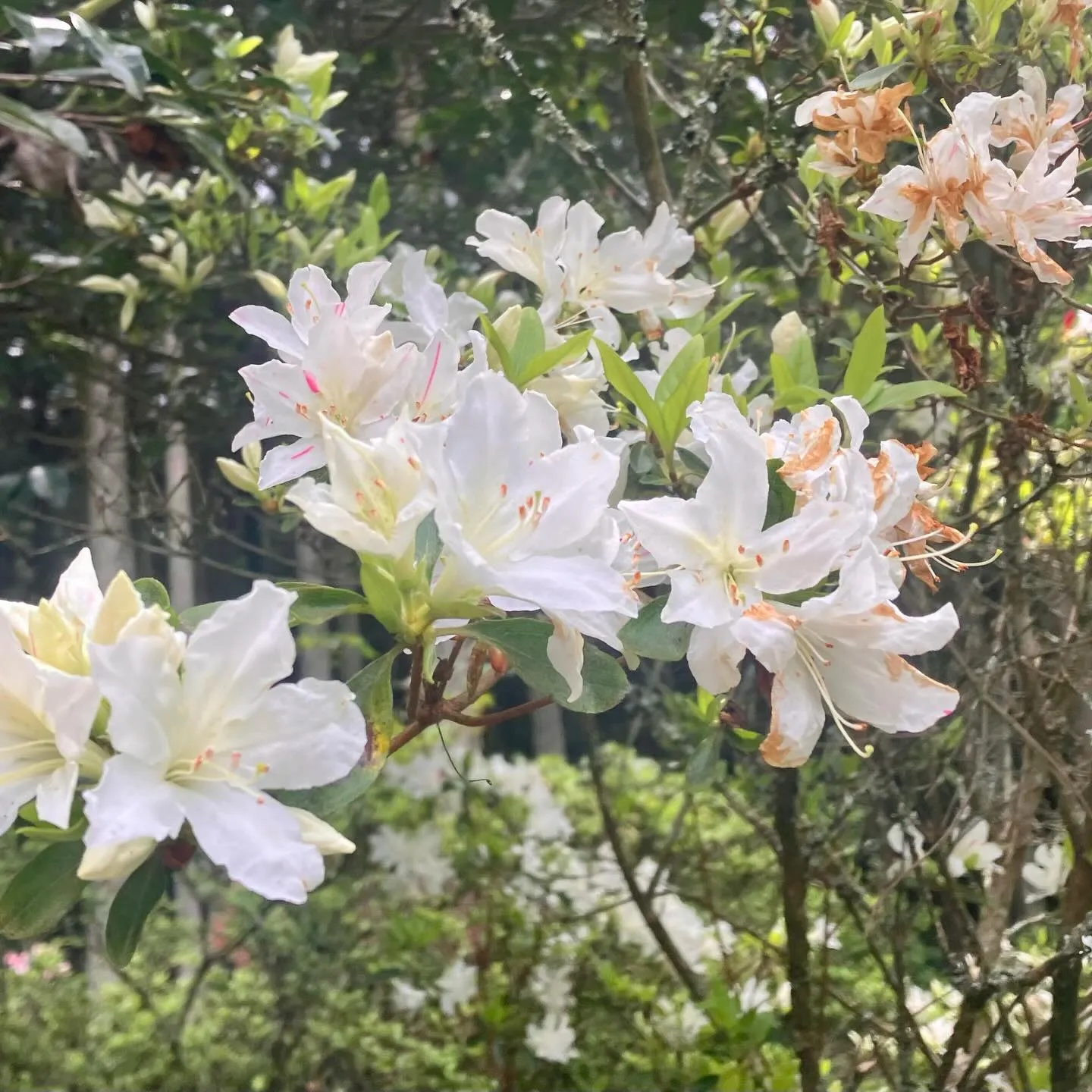 GWにゴバノミツバツツジを見に🌸