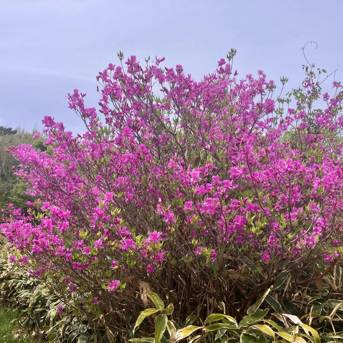 GWにゴバノミツバツツジを見に🌸