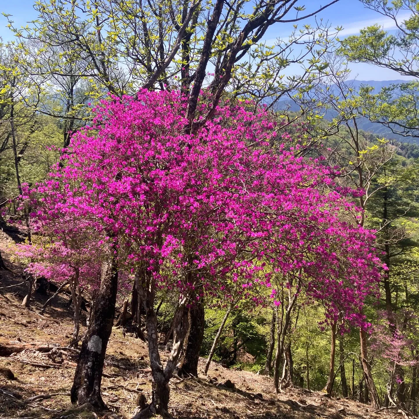 九州の奥地へ探検に出発しませんか？⛰️