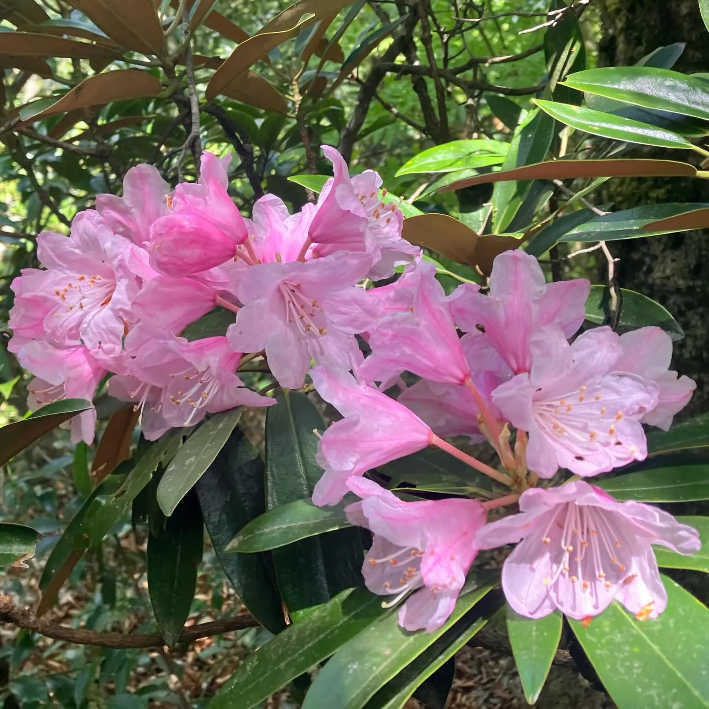 新緑の季節🍃山歩き日和です!