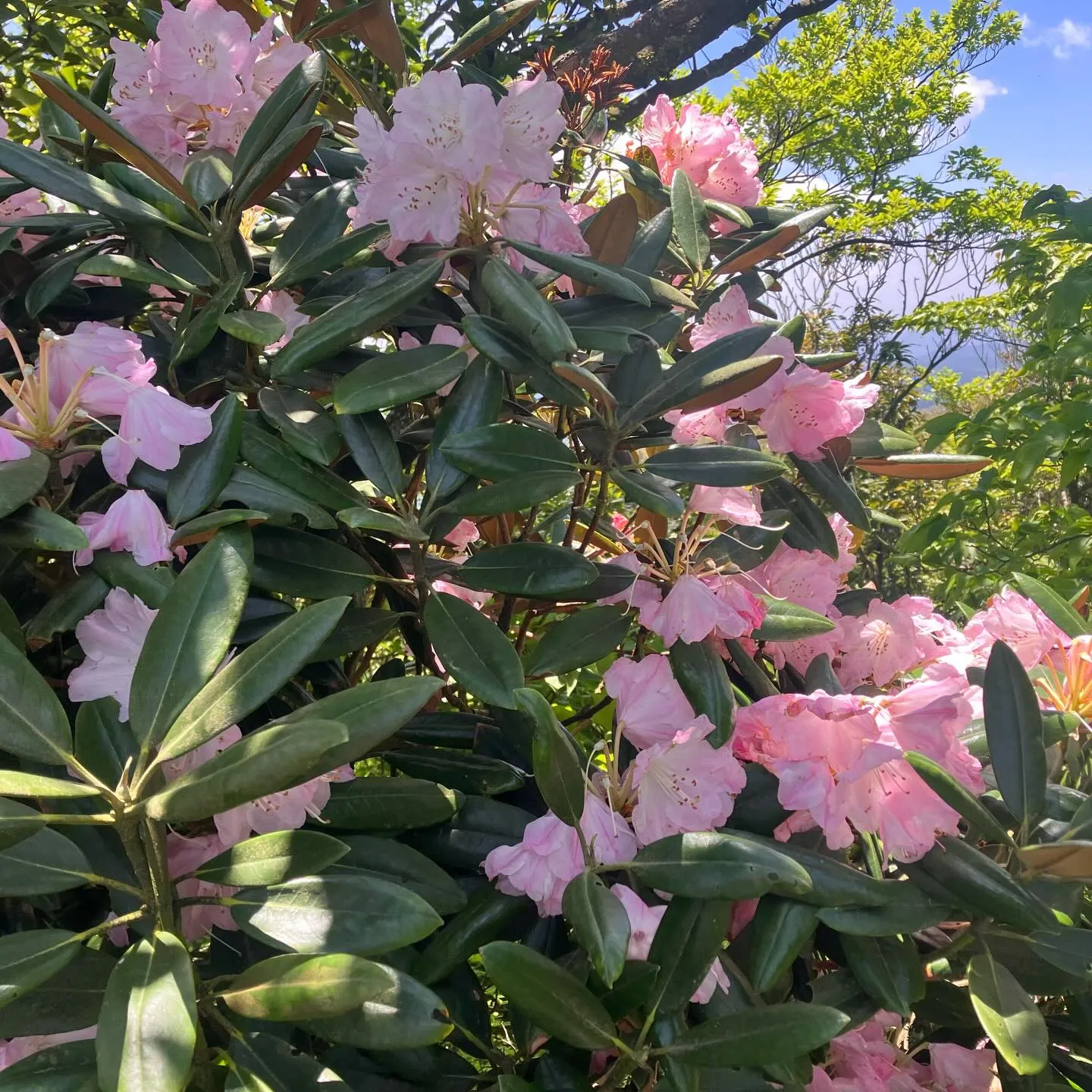 新緑の季節🍃山歩き日和です!