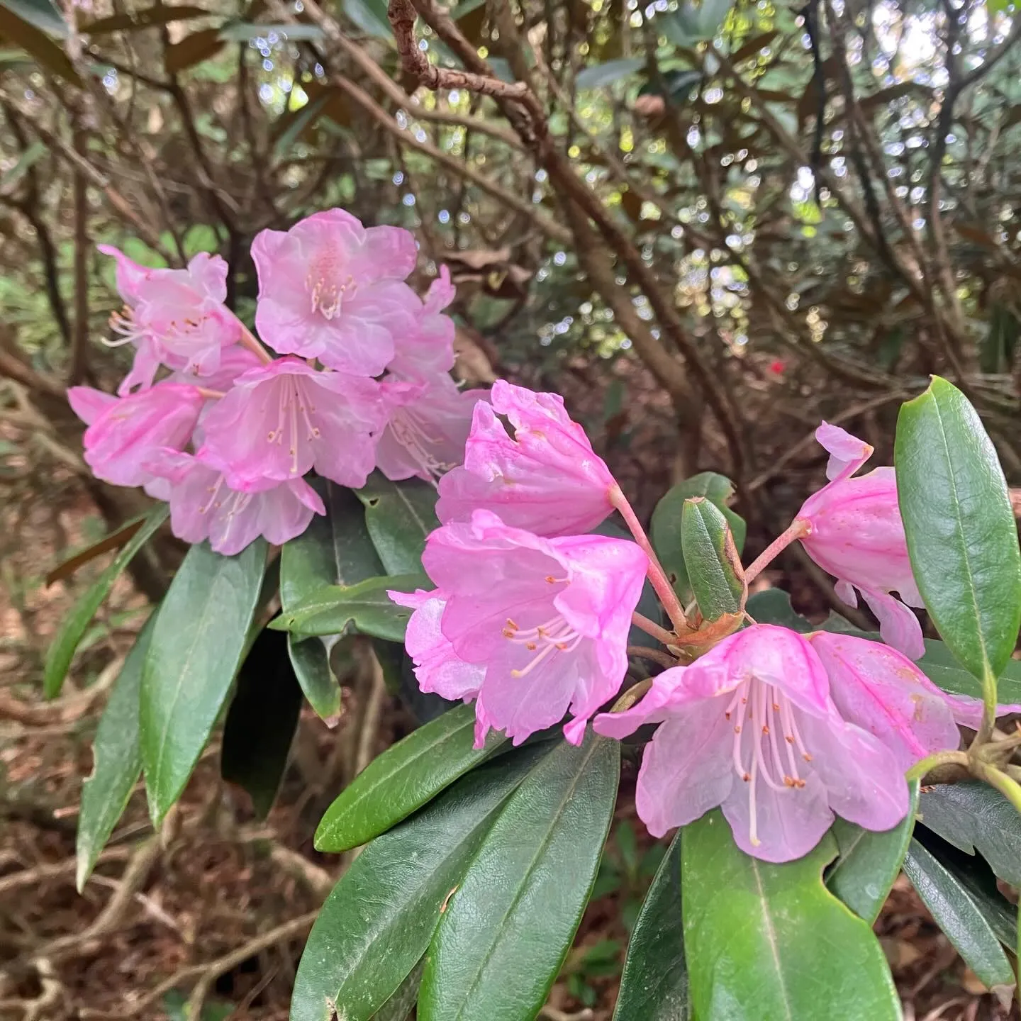 新緑の季節🍃山歩き日和です!