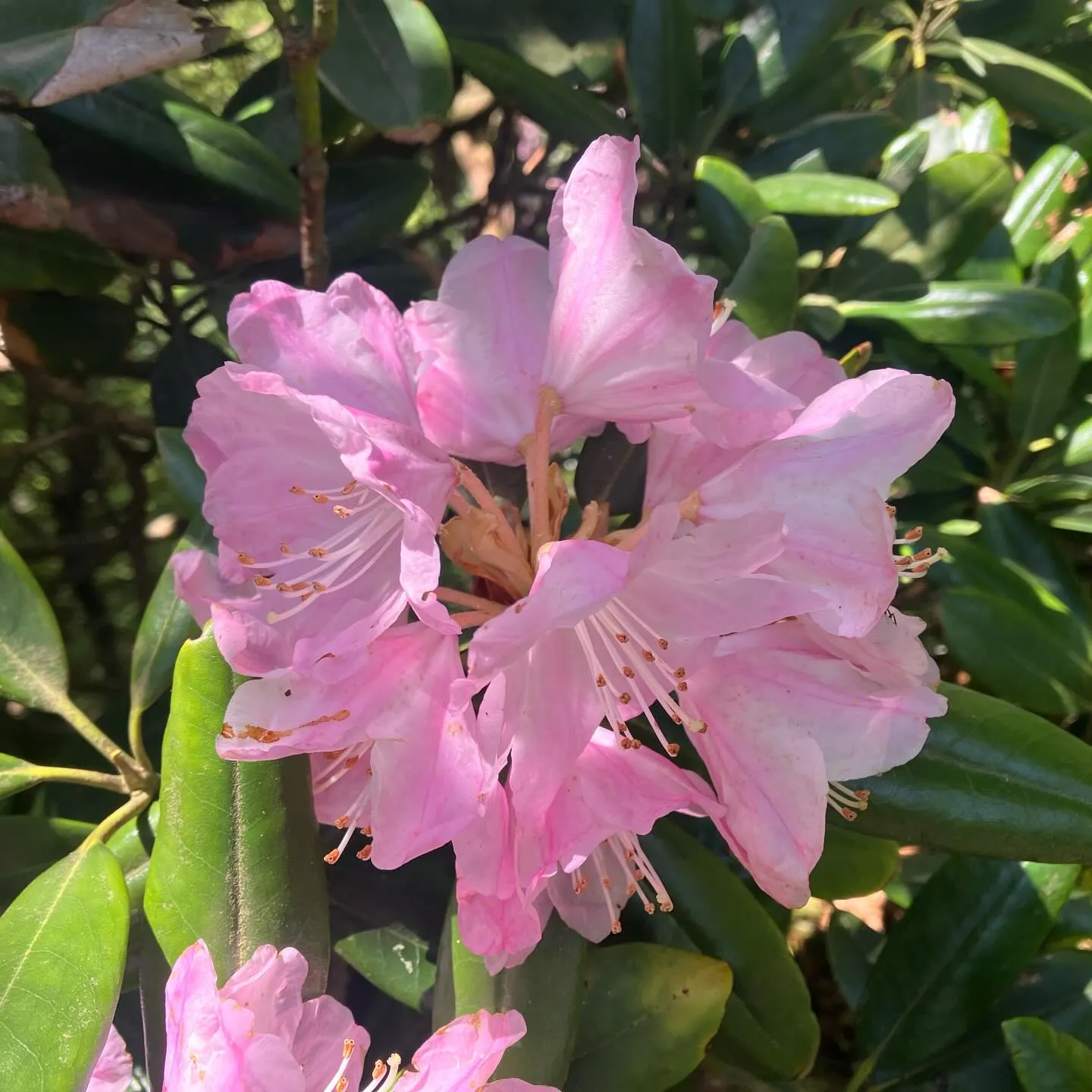 新緑の季節🍃山歩き日和です!