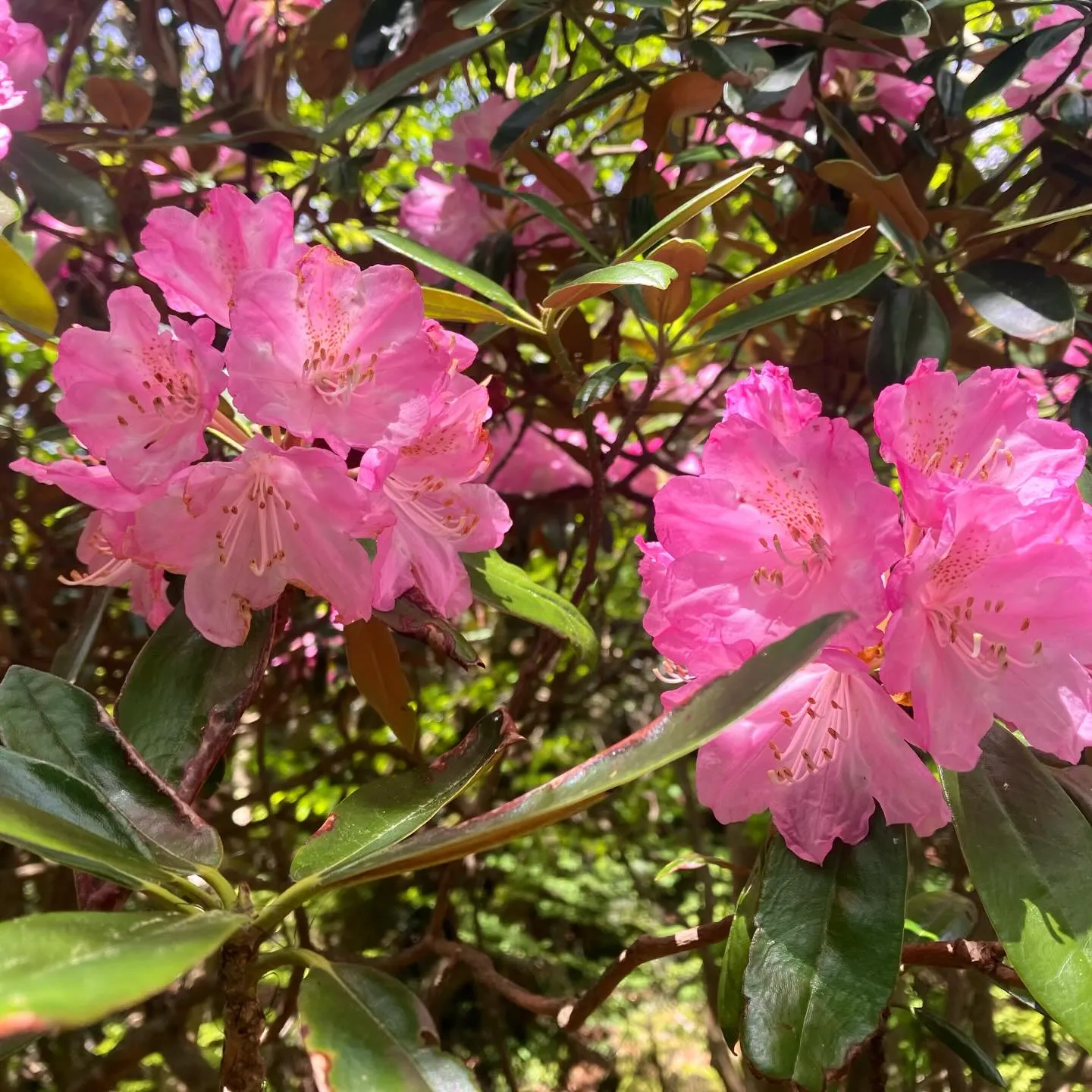 新緑の季節🍃山歩き日和です!