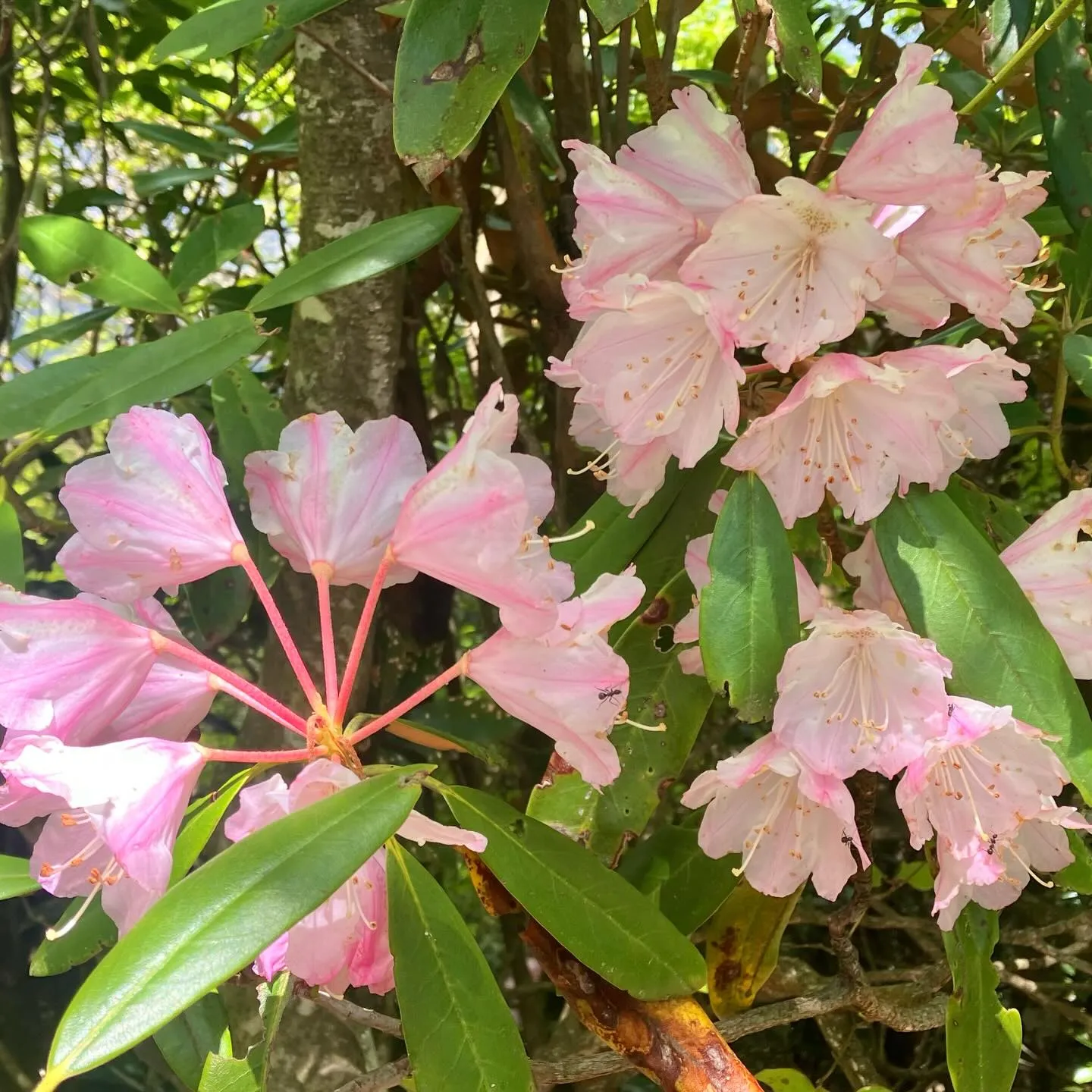 新緑の季節🍃山歩き日和です!