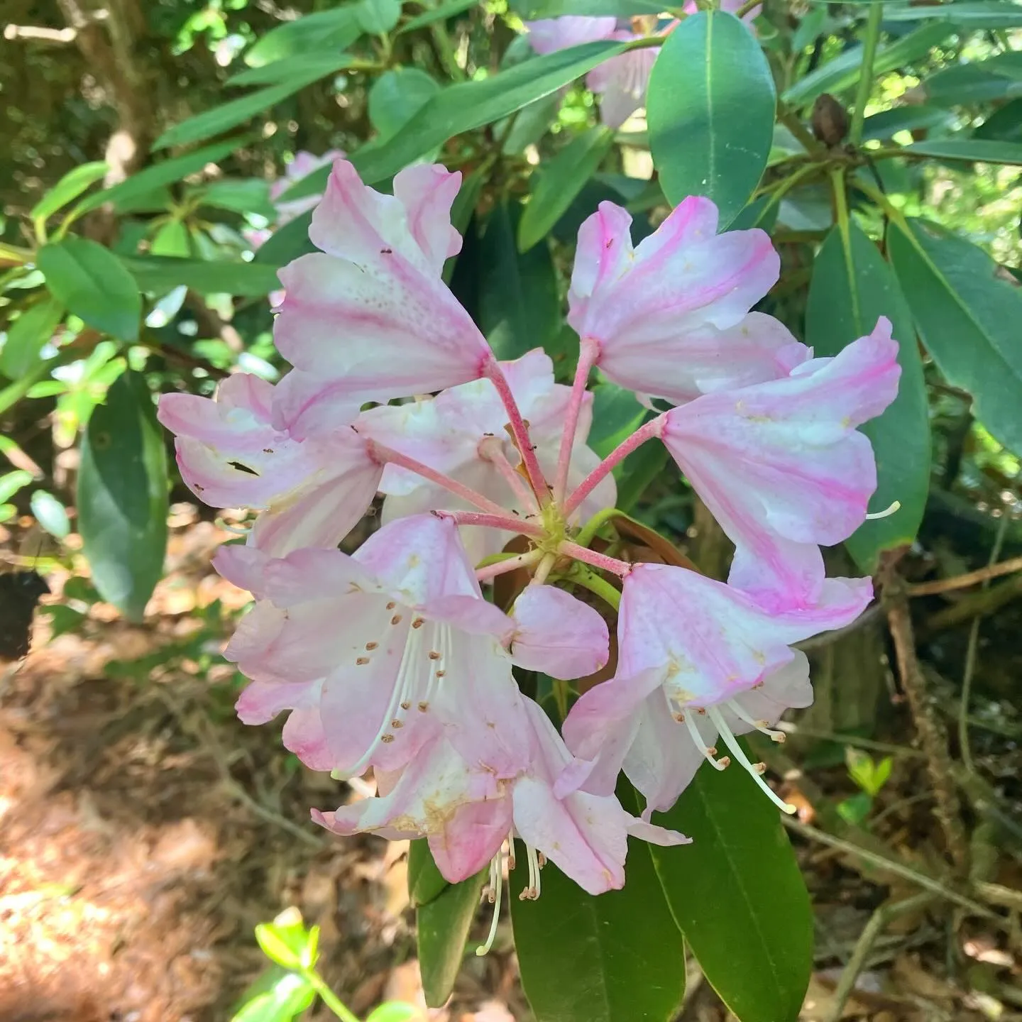 新緑の季節🍃山歩き日和です!
