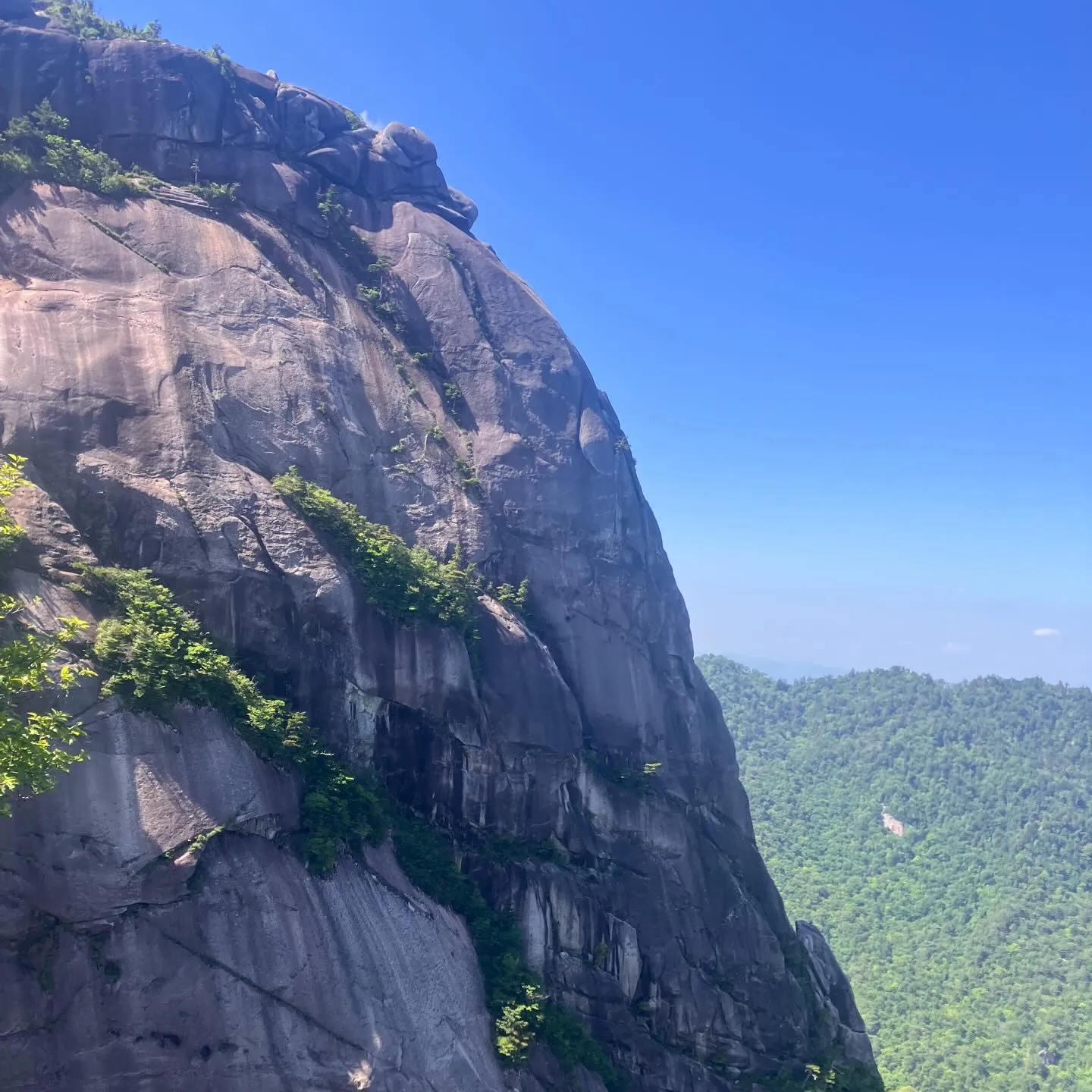 祖母傾大崩ユネスコエコパーク 大崩山の下山路🚶➡️