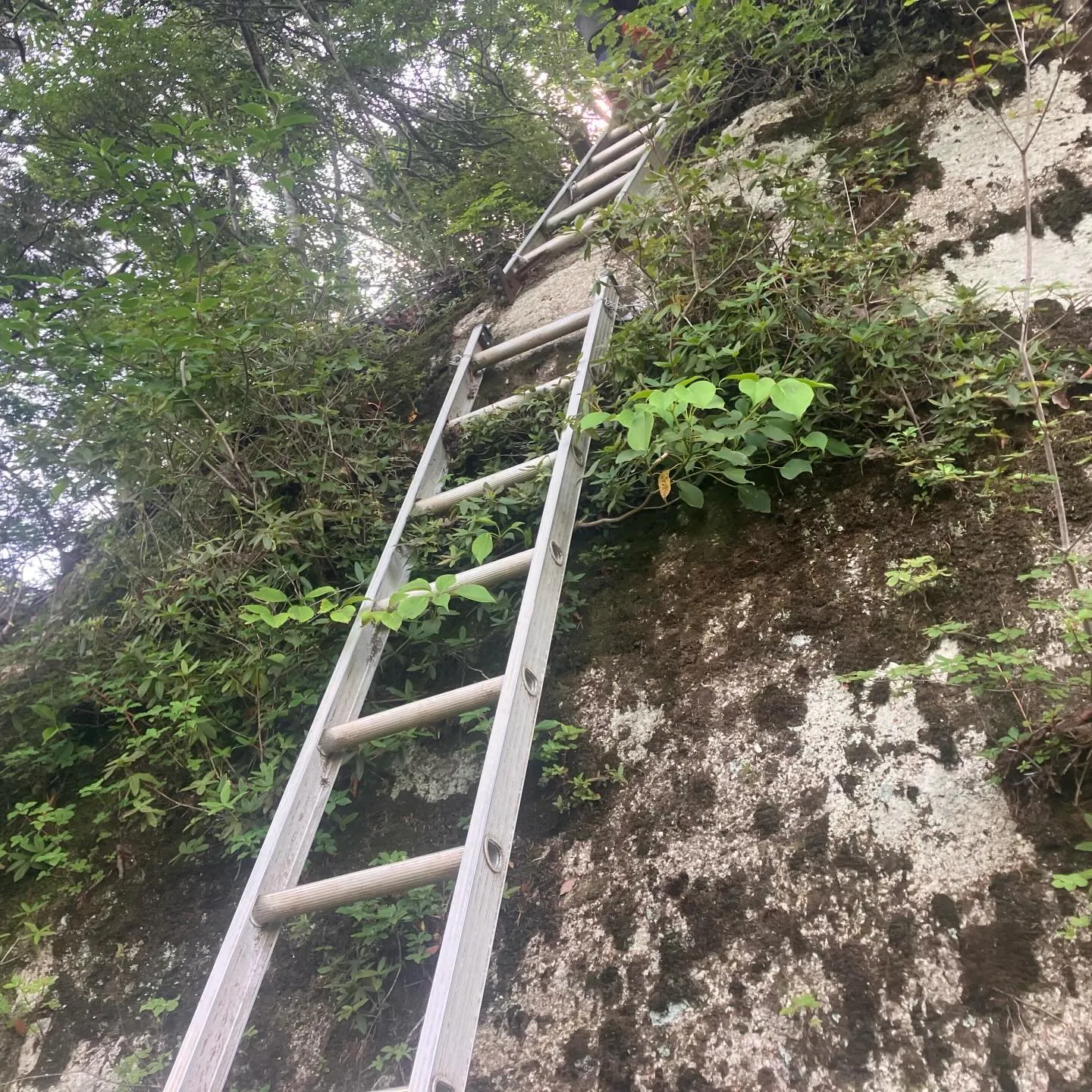 祖母傾大崩ユネスコエコパーク 大崩山の下山路🚶➡️