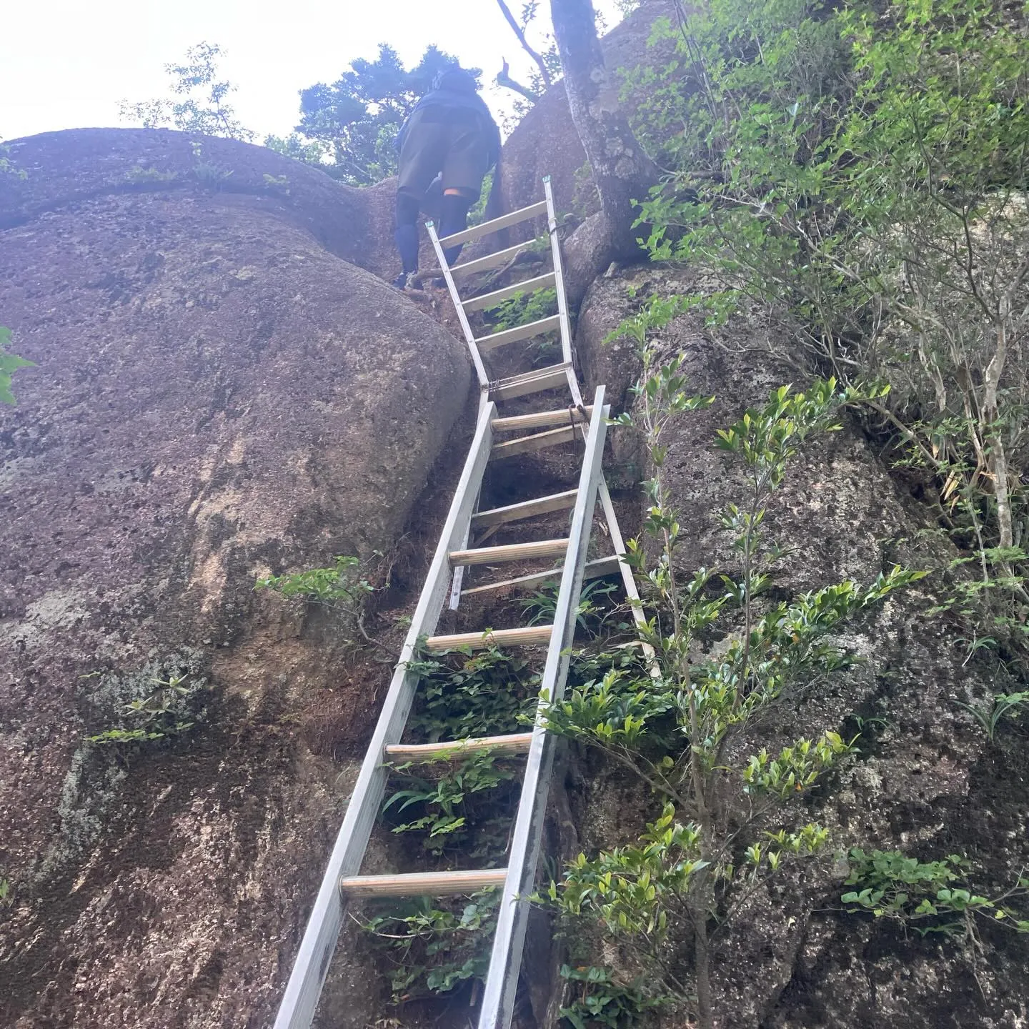 祖母傾大崩ユネスコエコパーク 大崩山の下山路🚶➡️