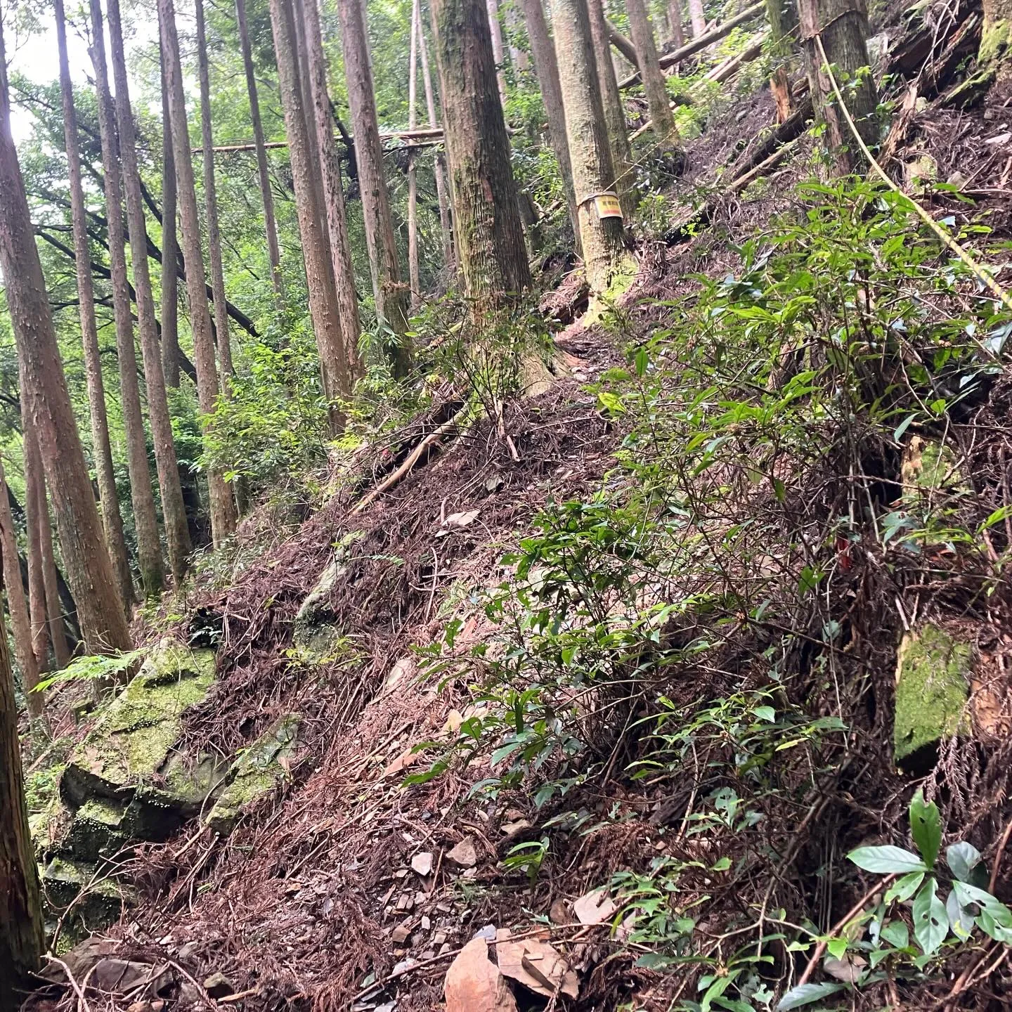 全国7位の平均斜度 宮崎県の地蔵岳⛰️