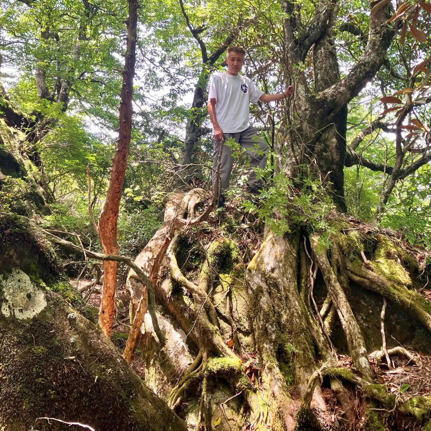 宮崎県の尾鈴山は、日本二百名山⛰️