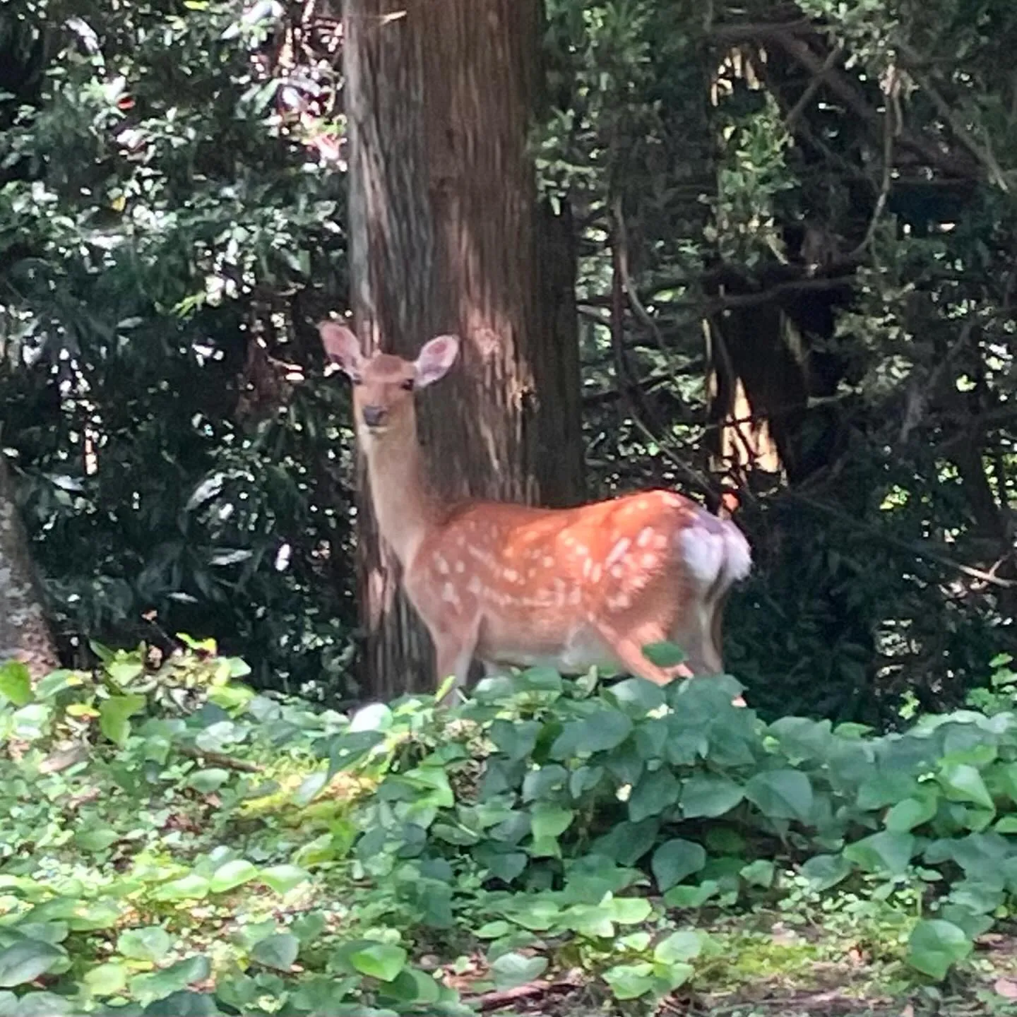 宮崎市近くの国富町 釈迦ヶ岳登山口は鹿さんがたくさん🦌