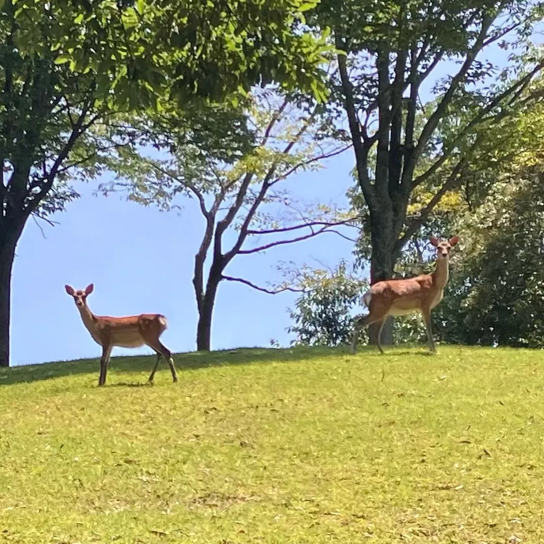 宮崎市近くの国富町 釈迦ヶ岳登山口は鹿さんがたくさん🦌