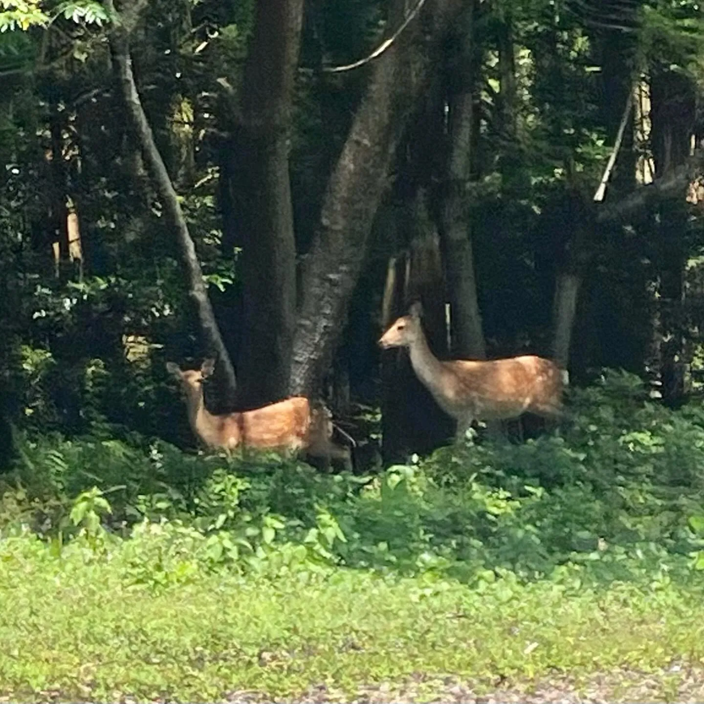 宮崎市近くの国富町 釈迦ヶ岳登山口は鹿さんがたくさん🦌