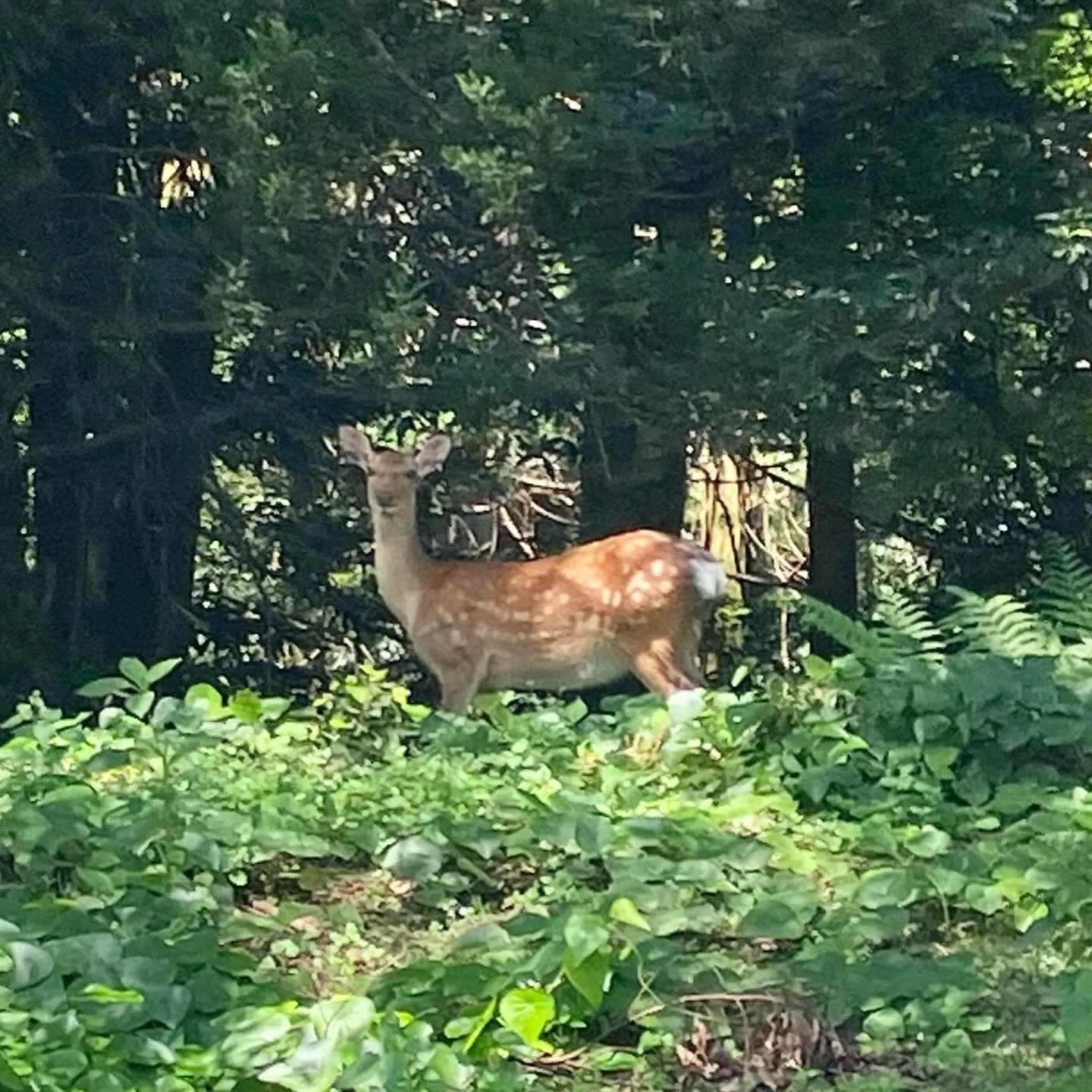 宮崎市近くの国富町 釈迦ヶ岳登山口は鹿さんがたくさん🦌