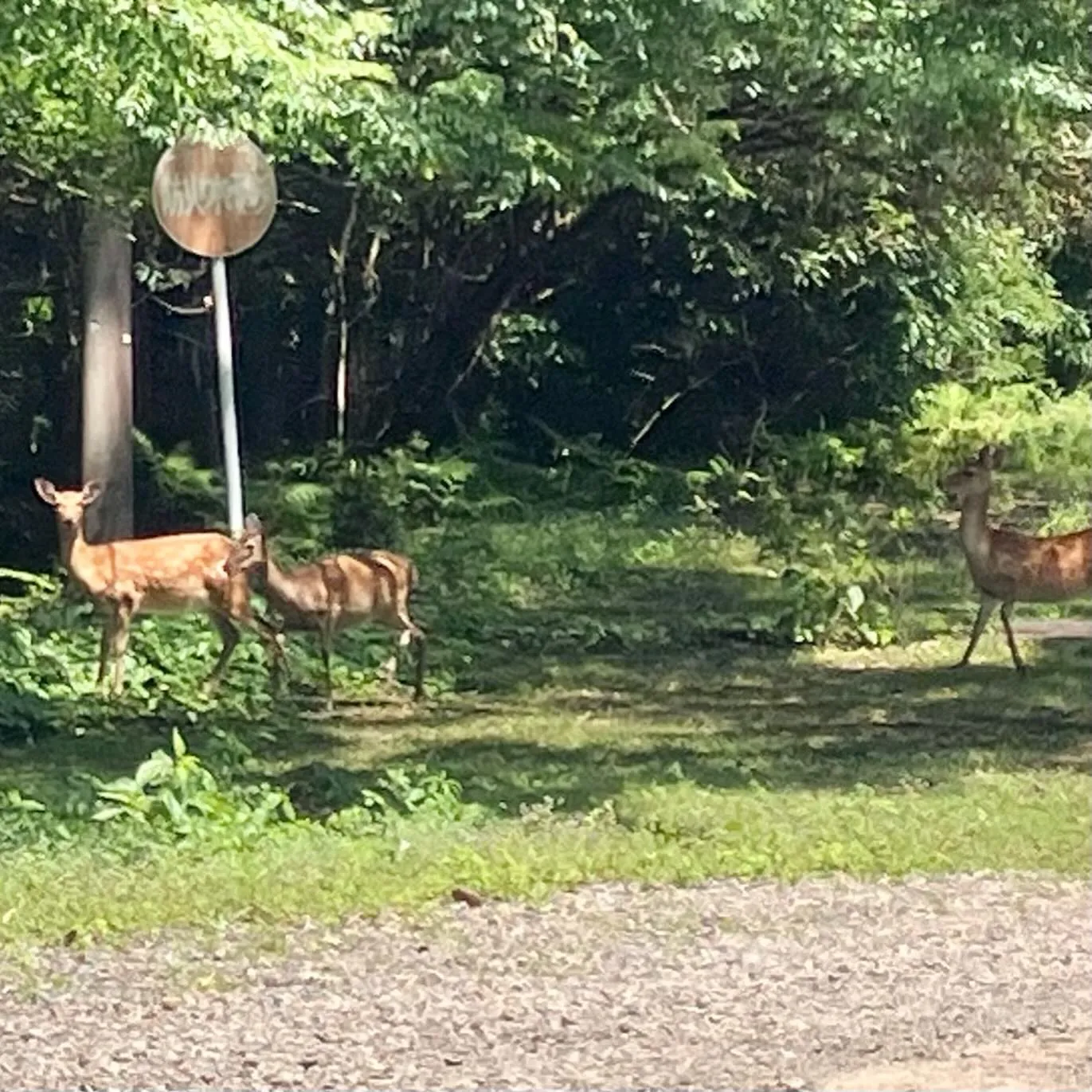 宮崎市近くの国富町 釈迦ヶ岳登山口は鹿さんがたくさん🦌