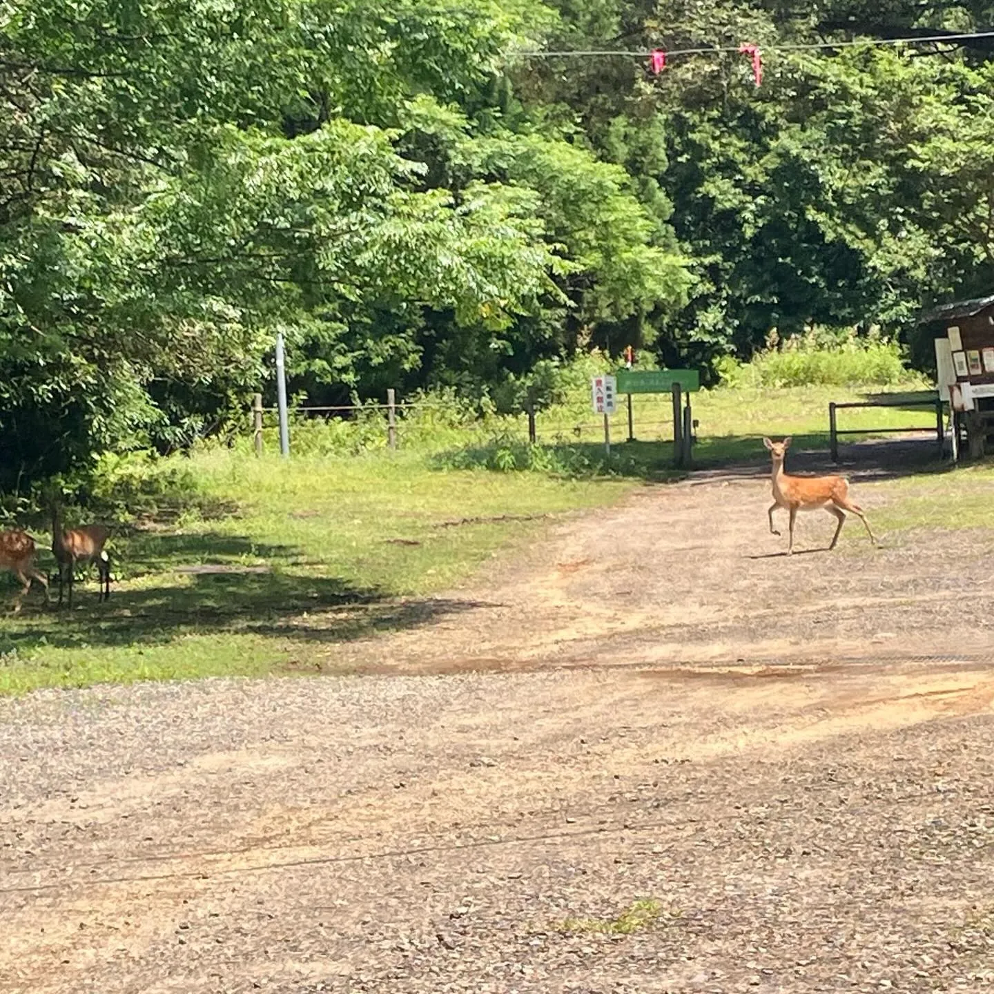 宮崎市近くの国富町 釈迦ヶ岳登山口は鹿さんがたくさん🦌