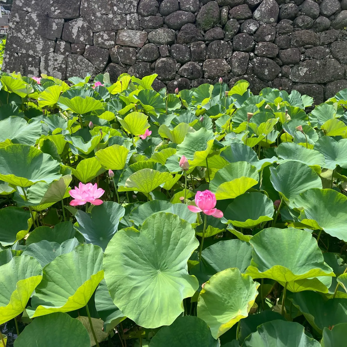 長崎県の離島、福江島の五島市街歩き🚶‍➡️