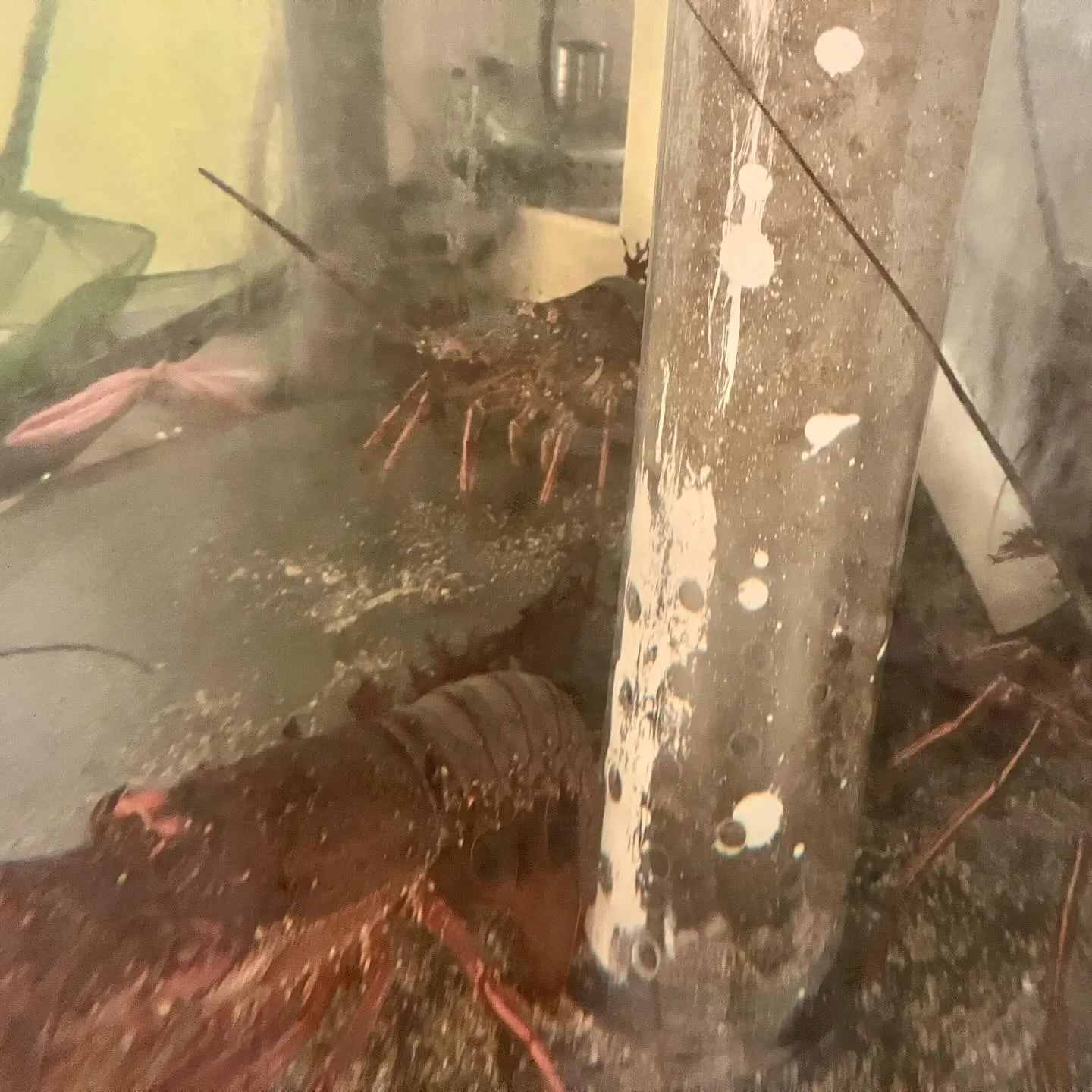 五島市役所の側に位置する いけす割烹心誠🐟