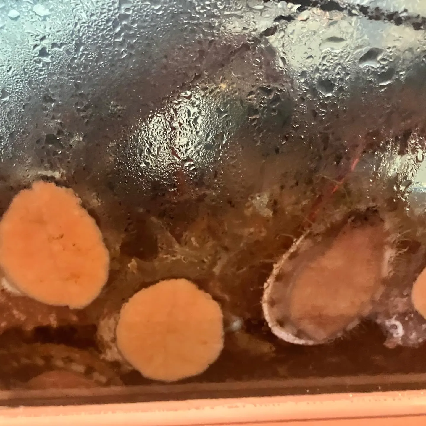 五島市役所の側に位置する いけす割烹心誠🐟