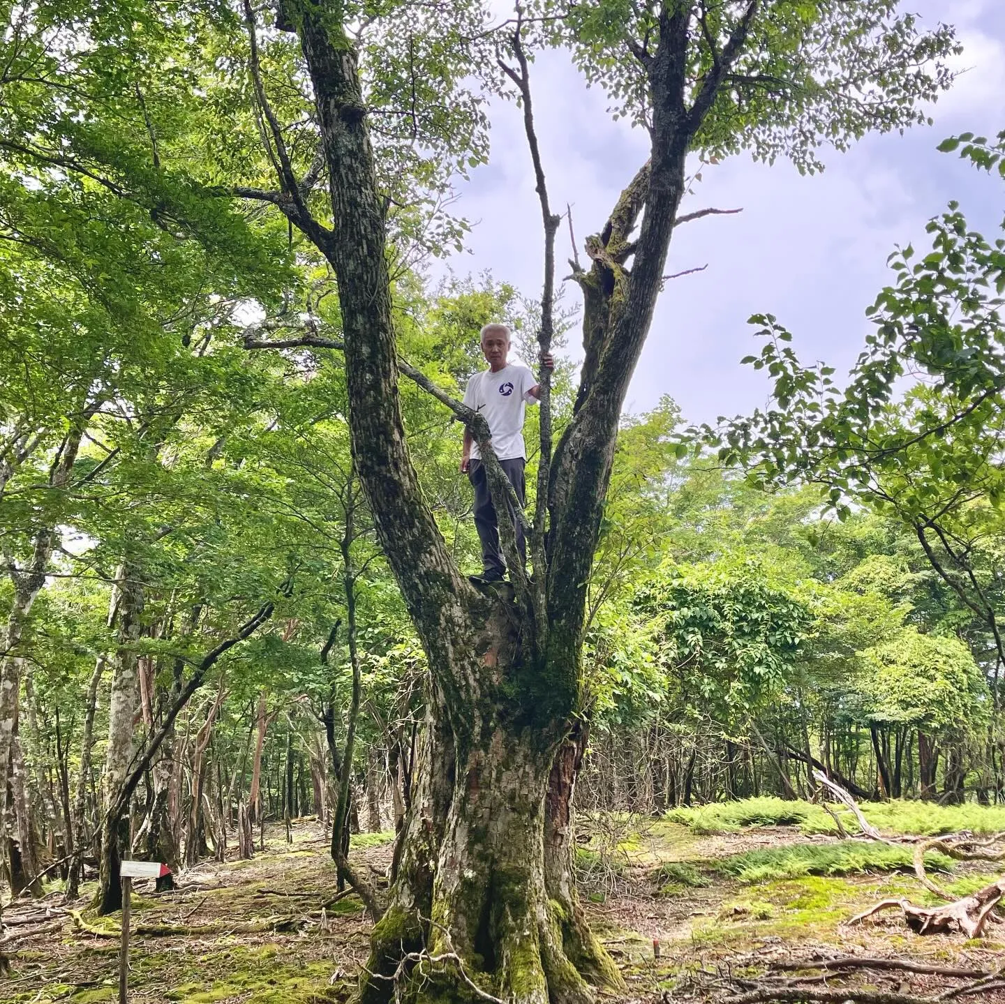 九州脊梁山地の名峰 扇山 1,662m⛰️