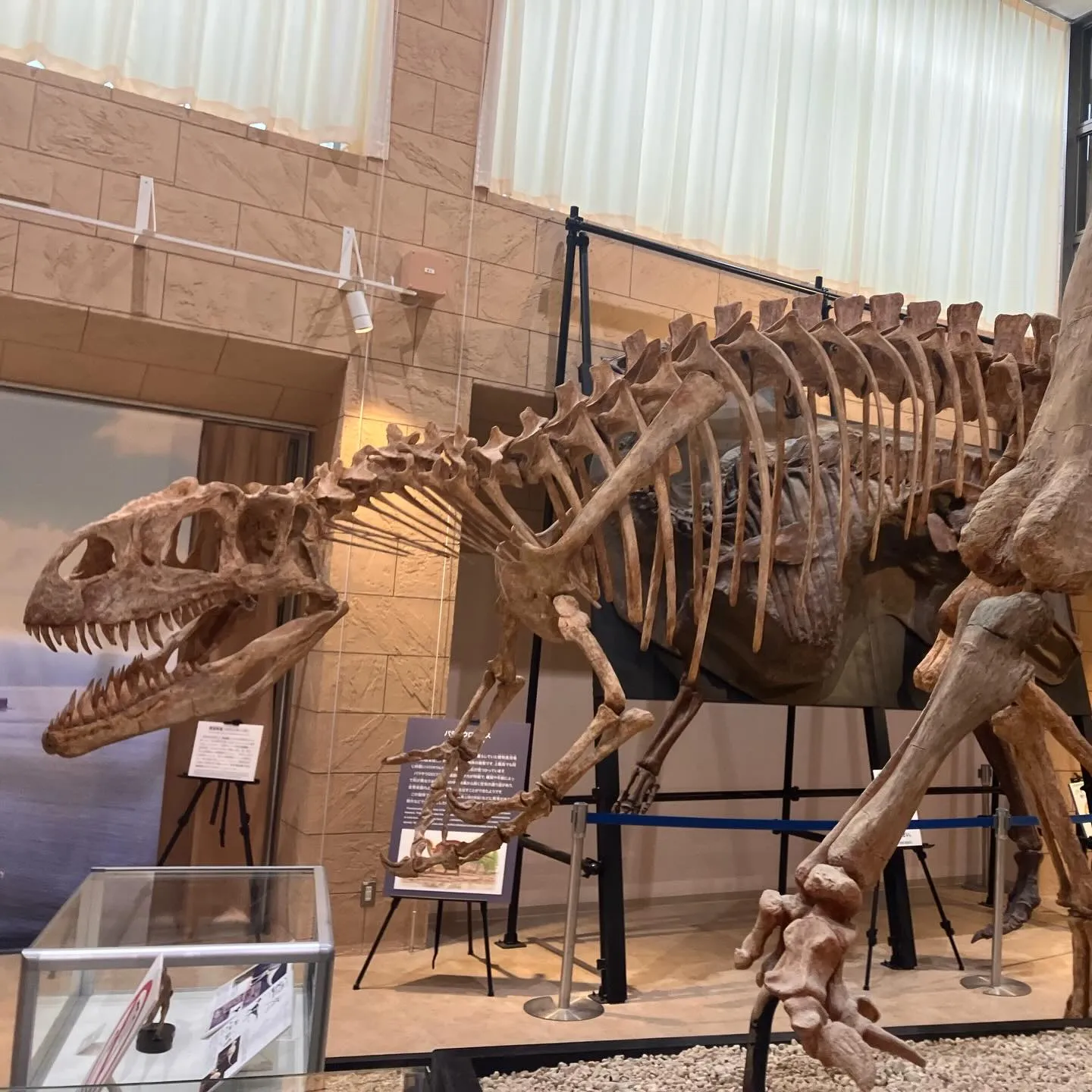 鹿児島県の離島 甑島ミュージアム 大迫力❗️恐竜の化石🦖😳