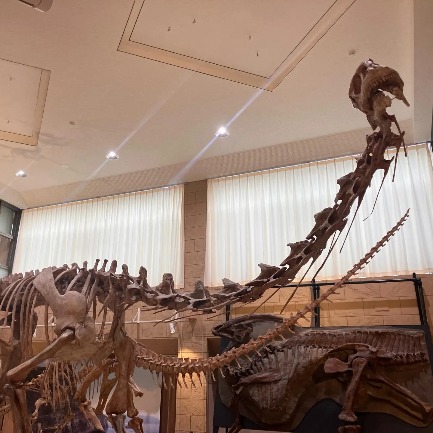 鹿児島県の離島 甑島ミュージアム 大迫力❗️恐竜の化石🦖😳