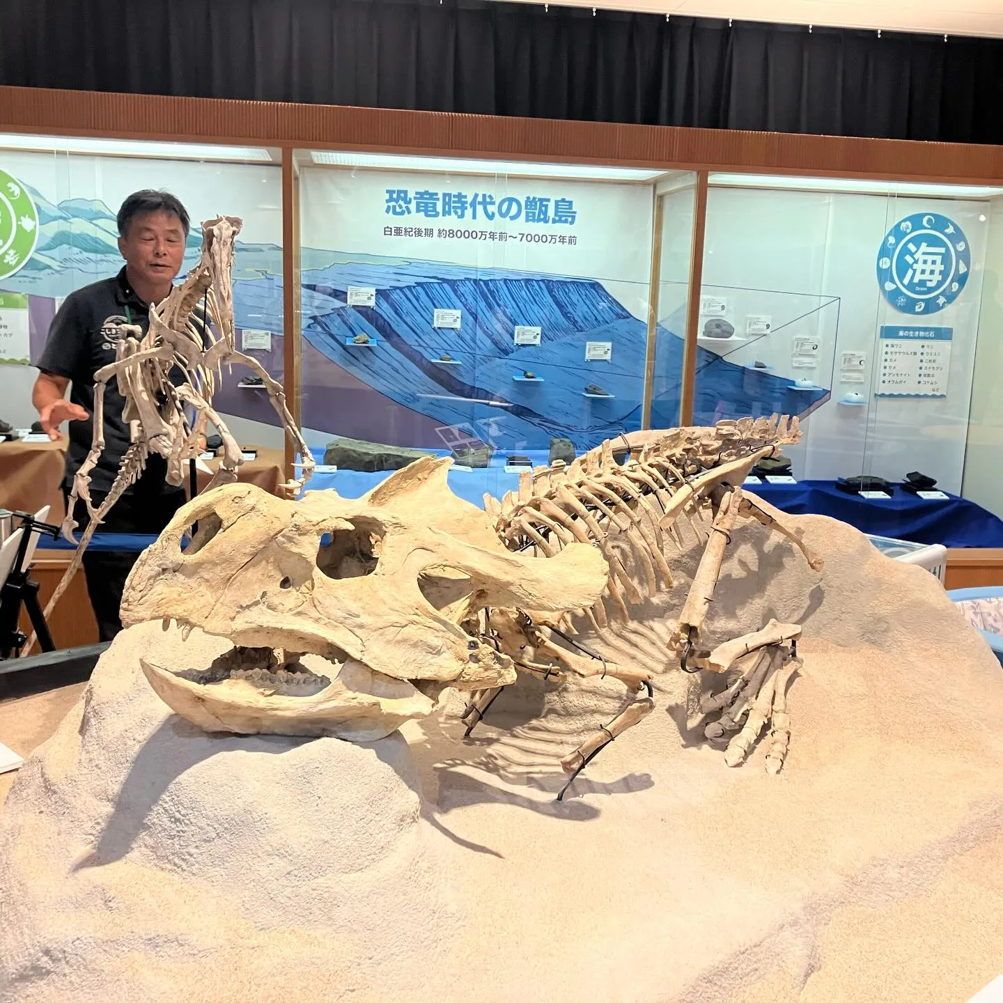 鹿児島県の離島 甑島ミュージアム 大迫力❗️恐竜の化石🦖😳