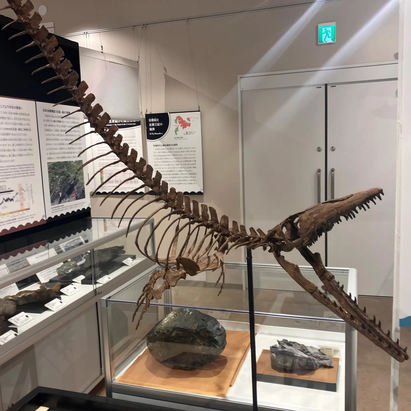鹿児島県の離島 甑島ミュージアム 大迫力❗️恐竜の化石🦖😳