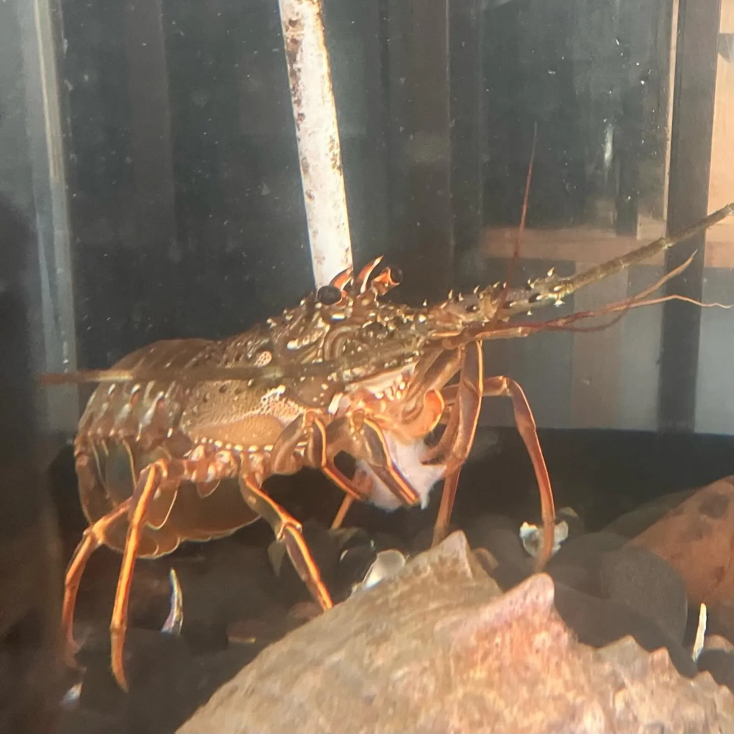 鹿児島県の離島 甑島🏝️