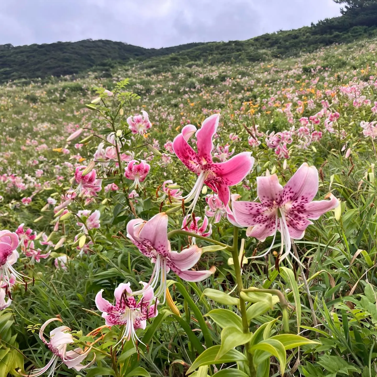 国境の離島 鹿児島の甑島で奇跡の絶景❗️🤩