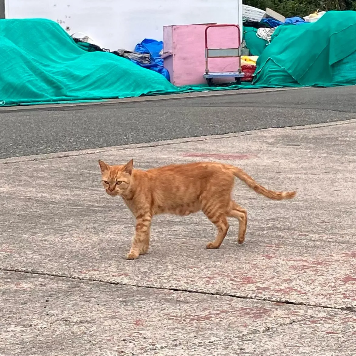 九州の離島 甑島とお別れ👋