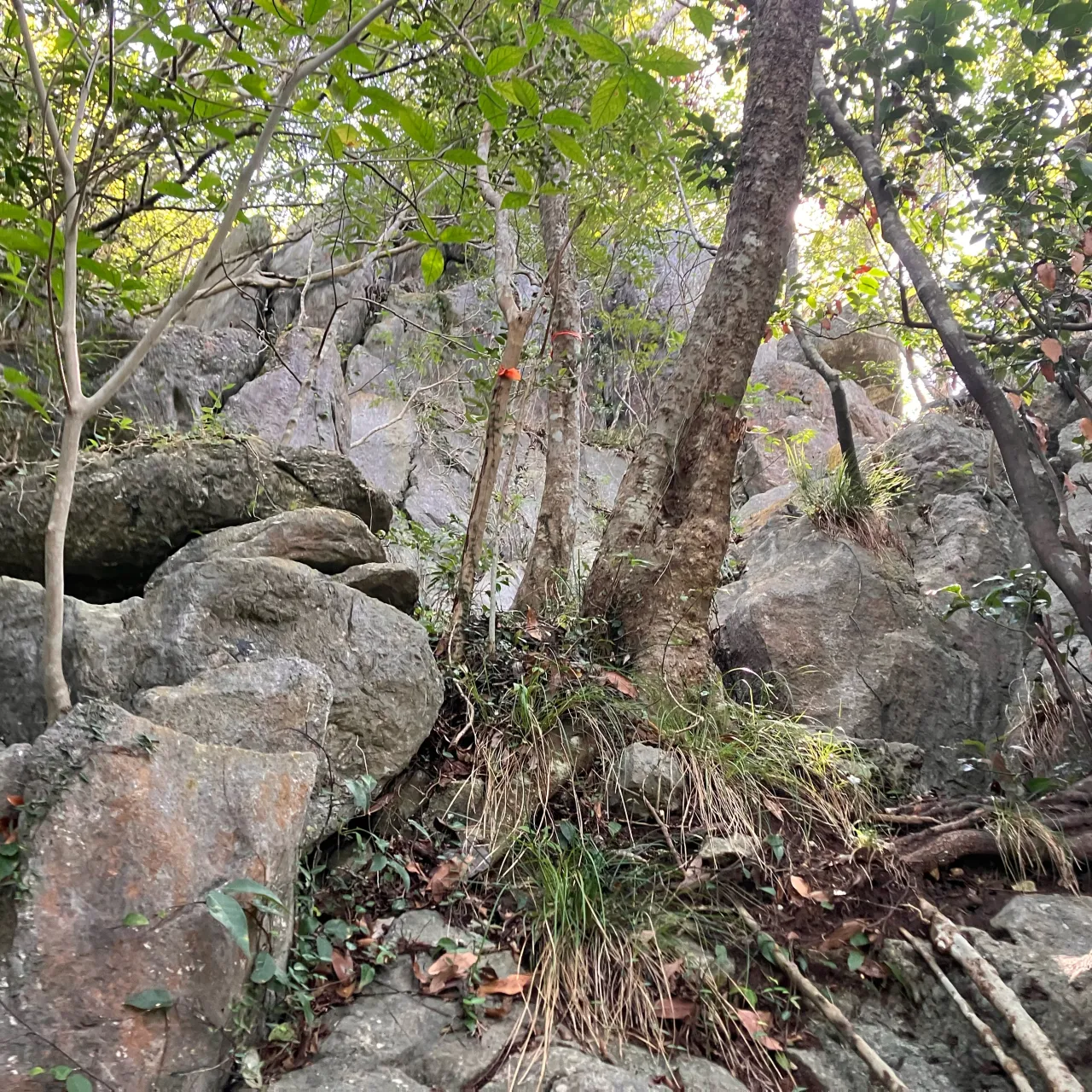 香春岳三ノ岳 岩登りコース⛰️