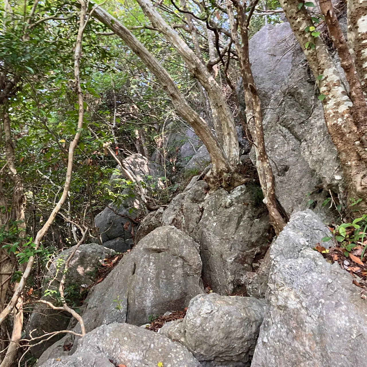 香春岳三ノ岳 岩登りコース⛰️